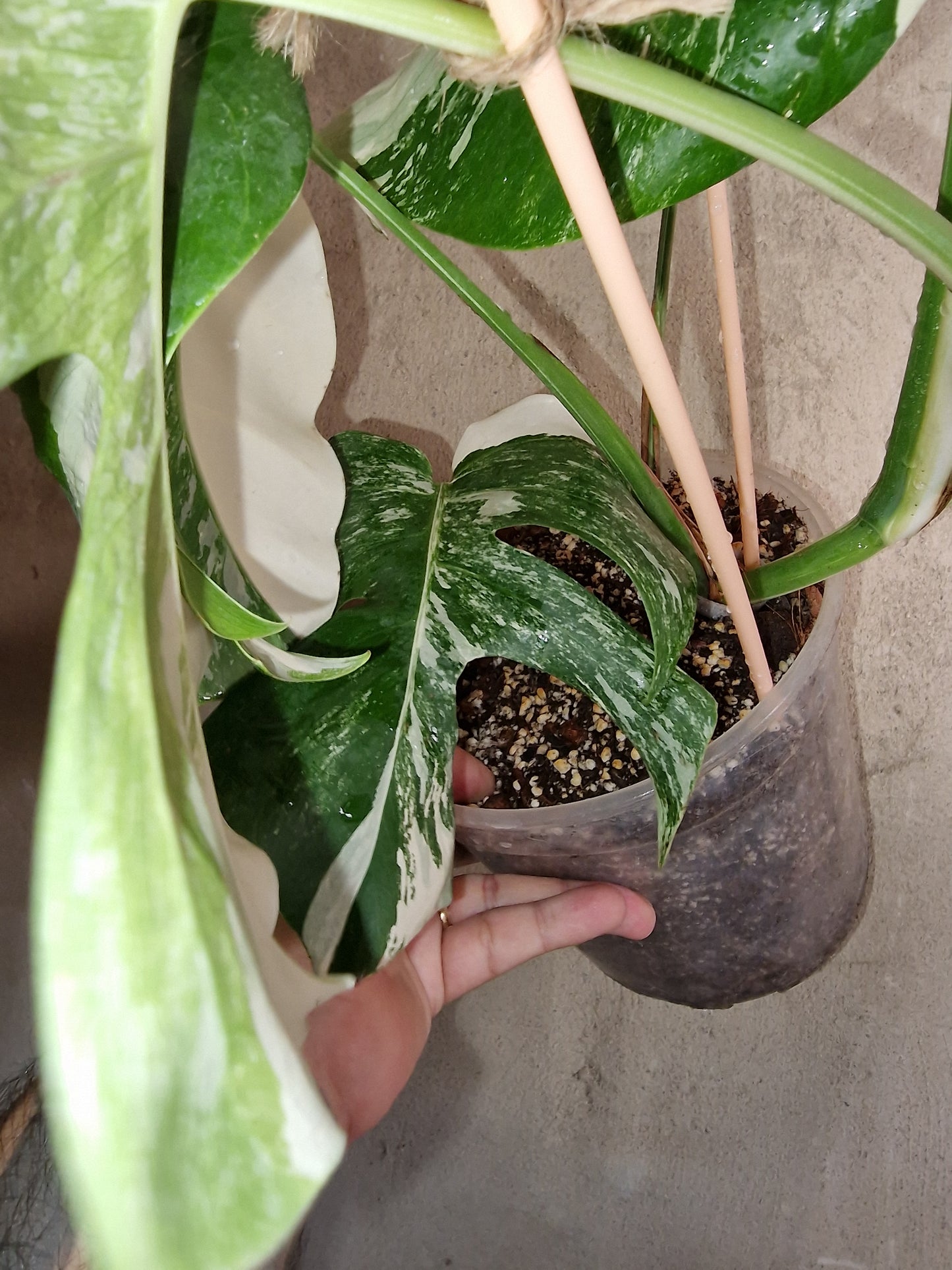 Monstera Variegata