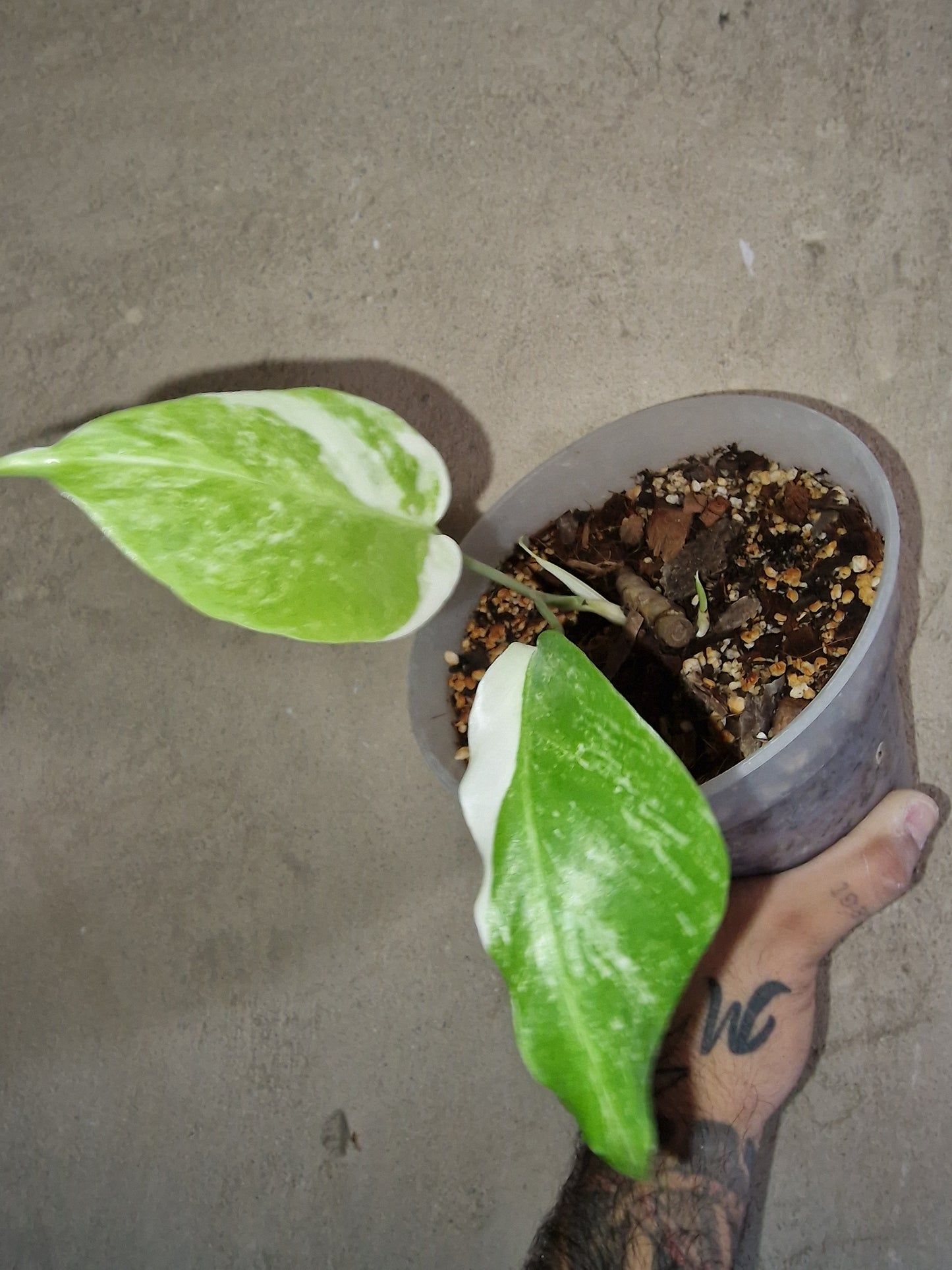 Monstera Variegata