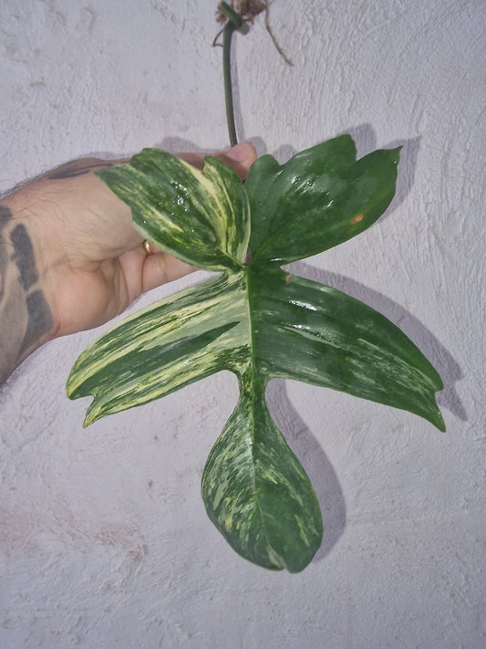 Philodendron Florida Beauty