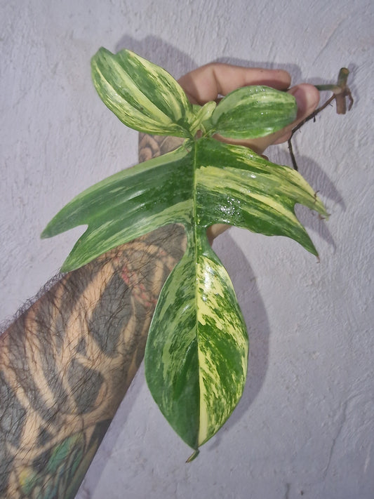 Philodendron Florida Beauty