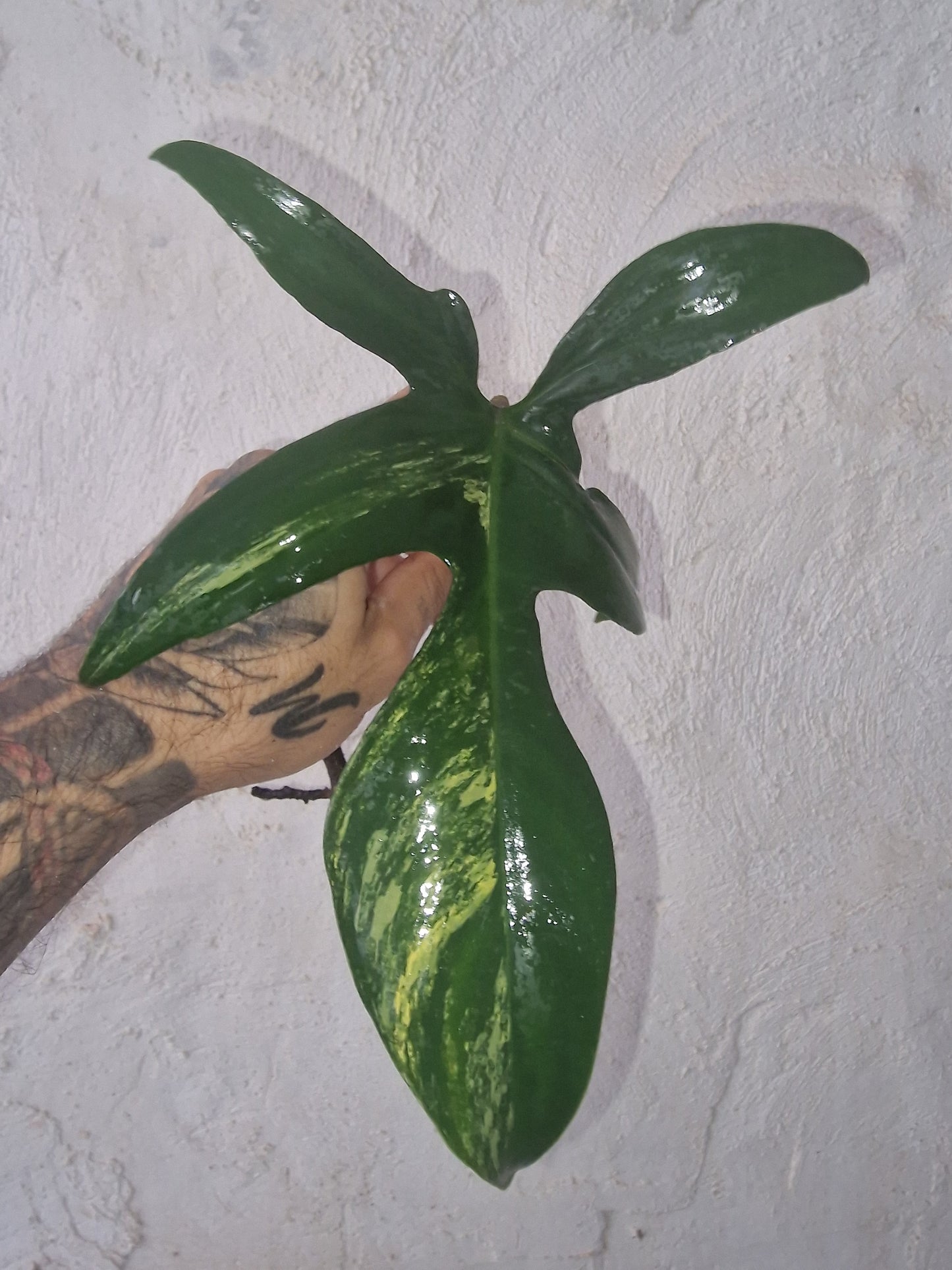 Philodendron Florida Beauty