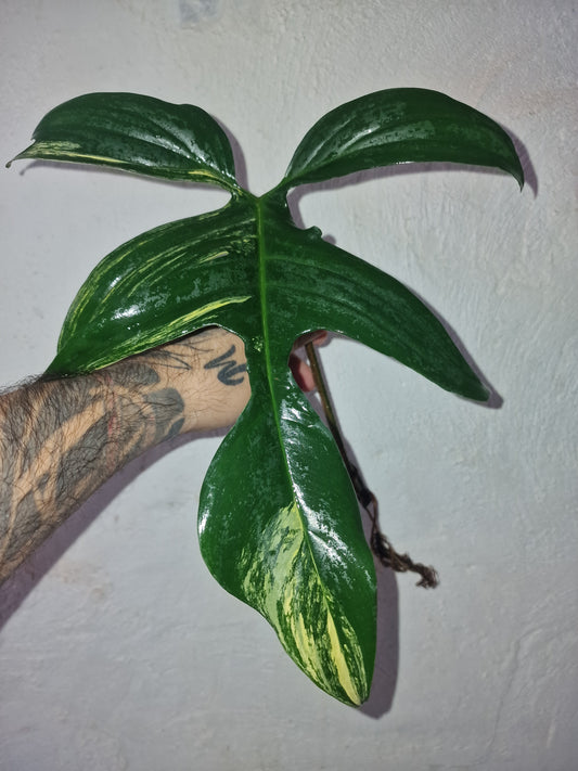 Philodendron Florida Beauty