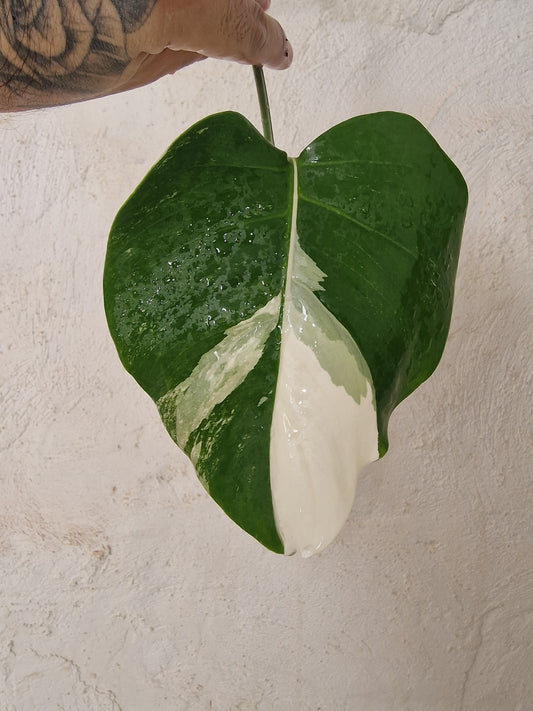 Monstera Variegata