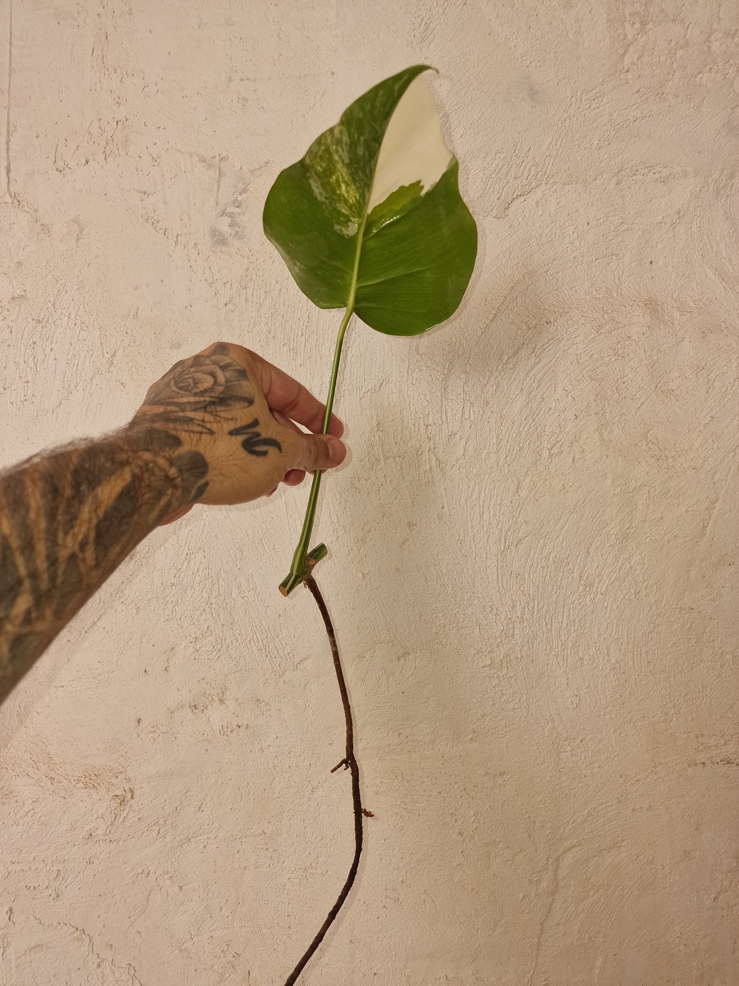 Monstera Variegata