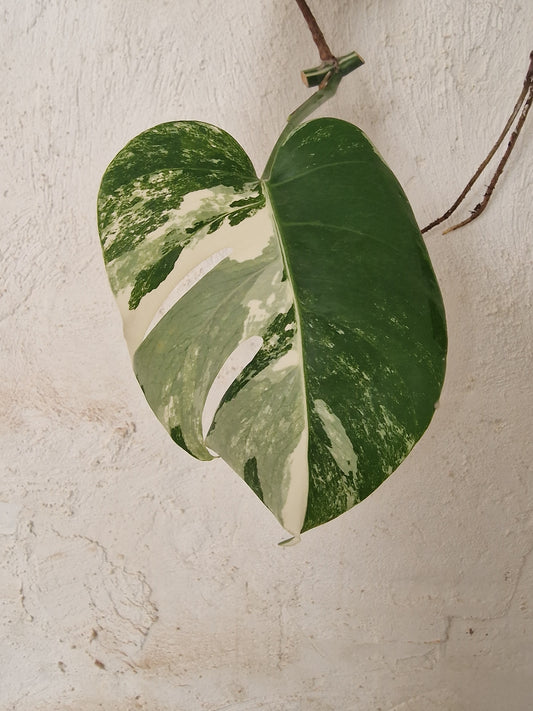 Monstera Variegata