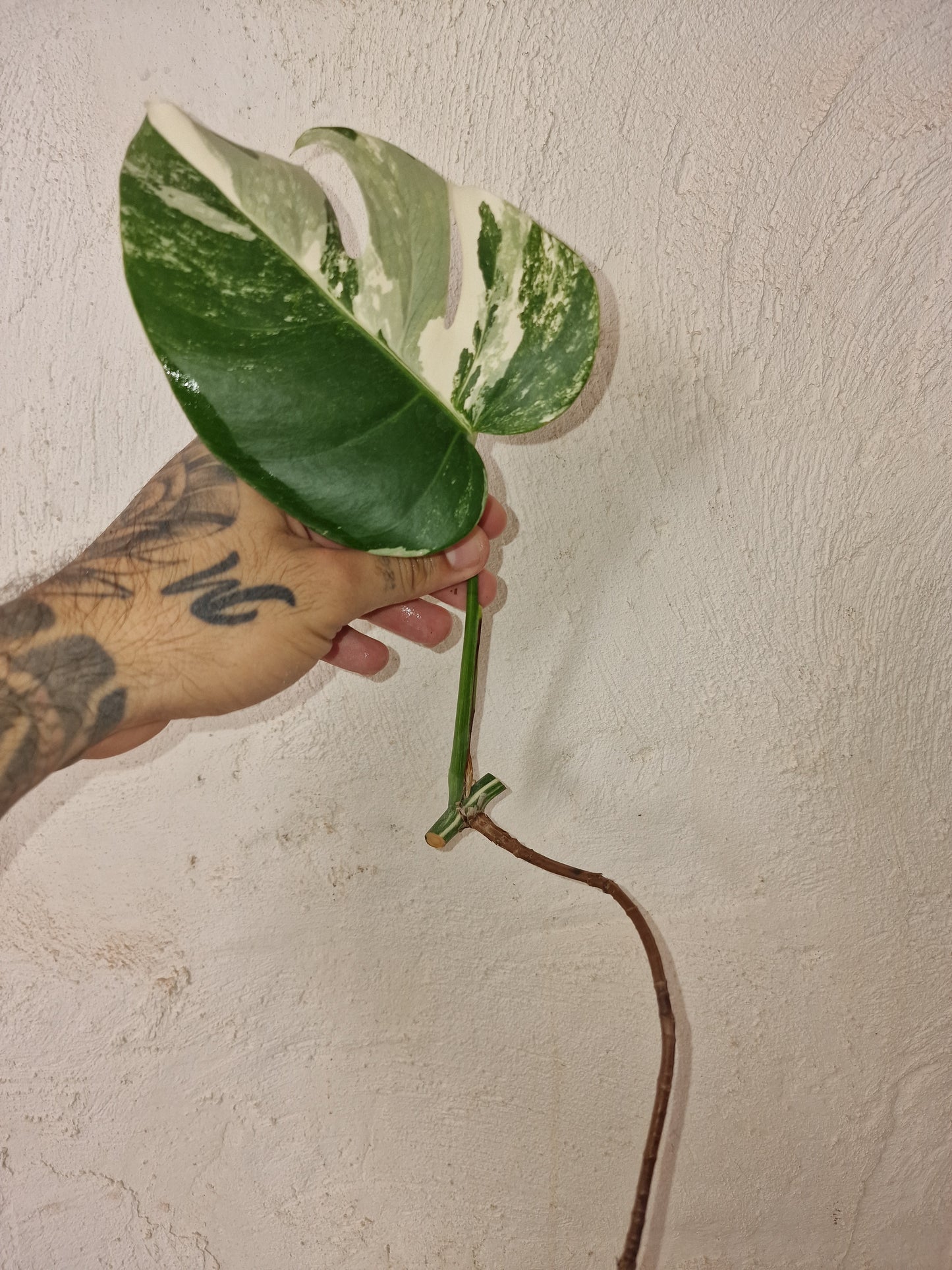 Monstera Variegata