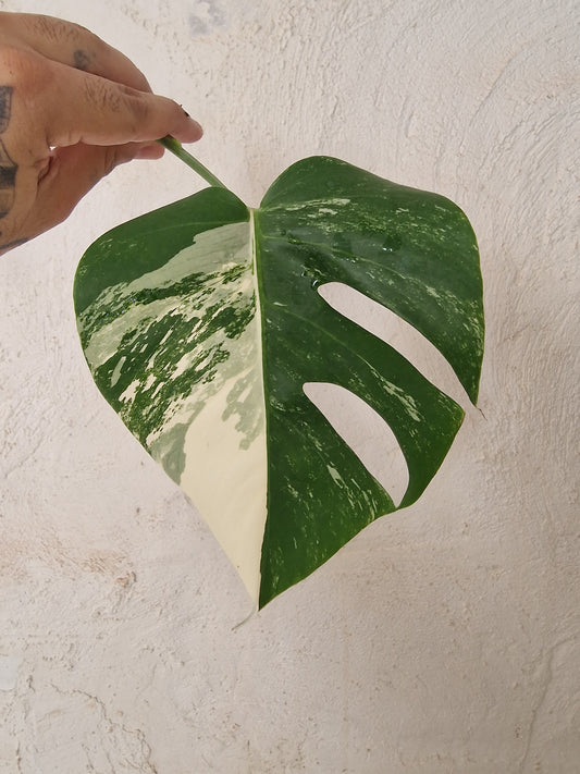 Monstera Variegata