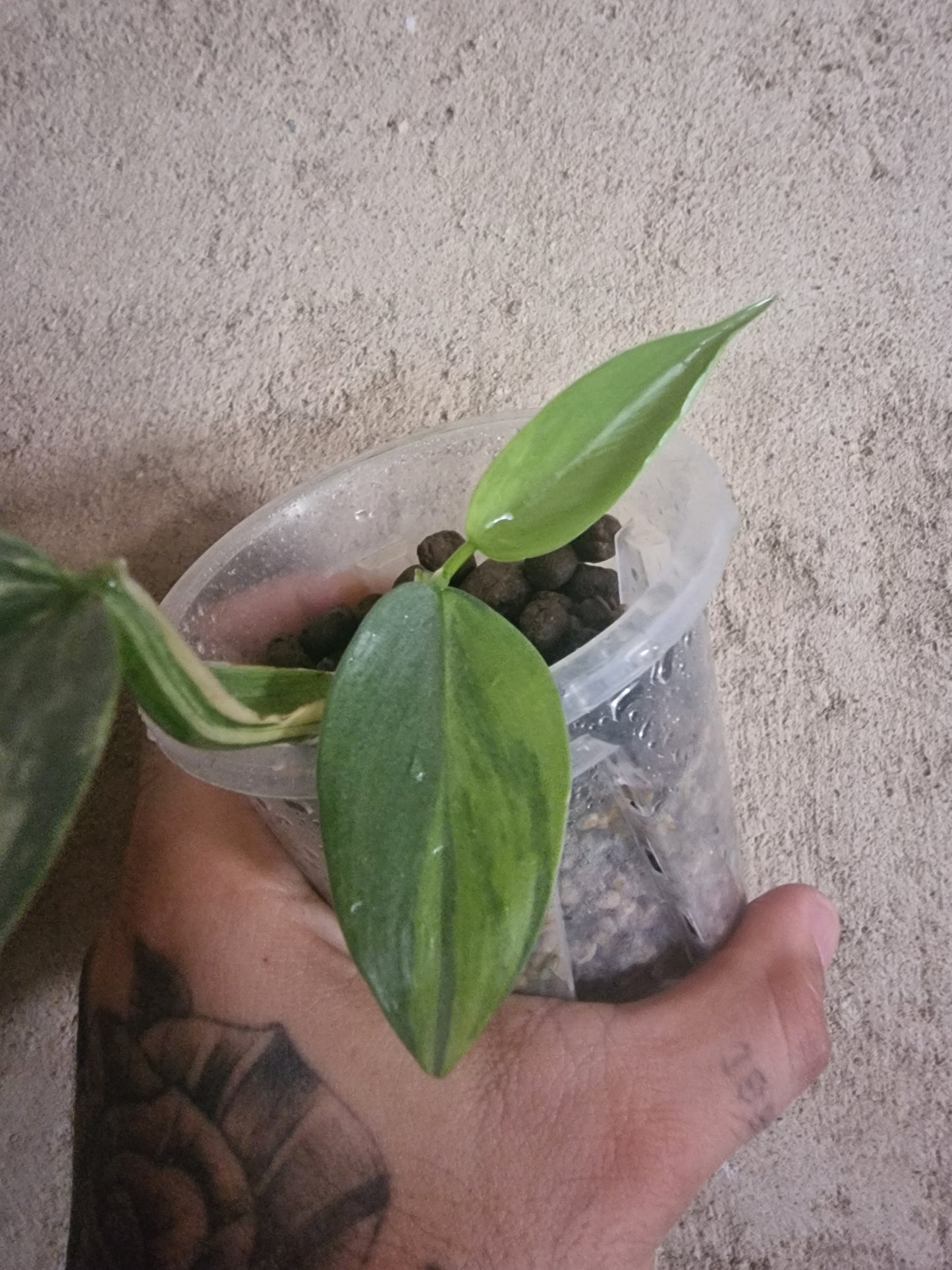 Philodendron Hastatum Variegata