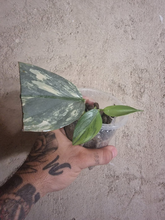 Philodendron Hastatum Variegata