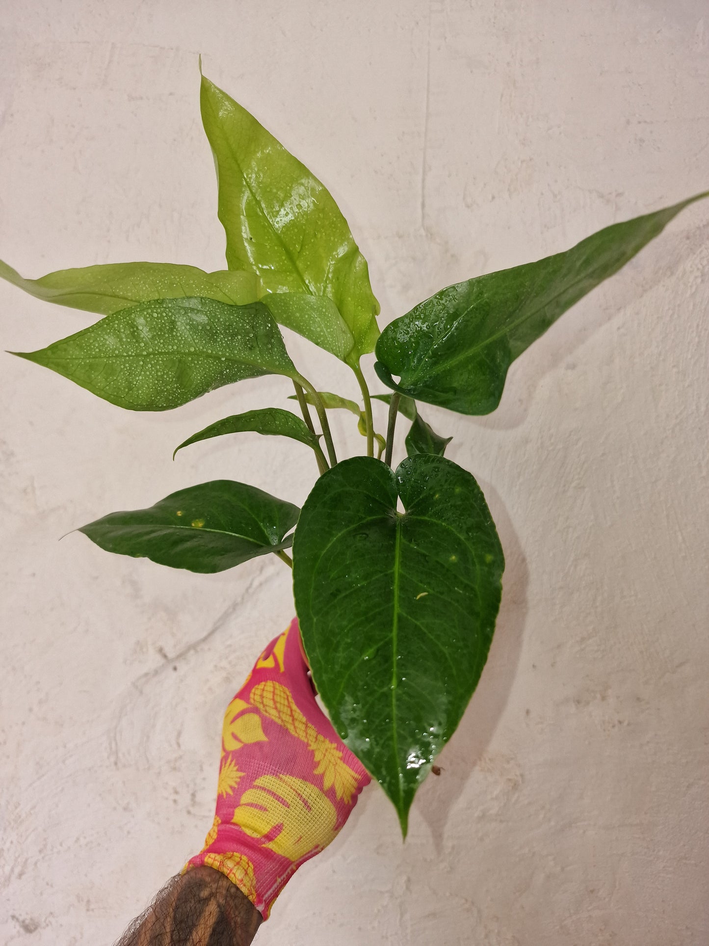 Anthurium Watermaliense