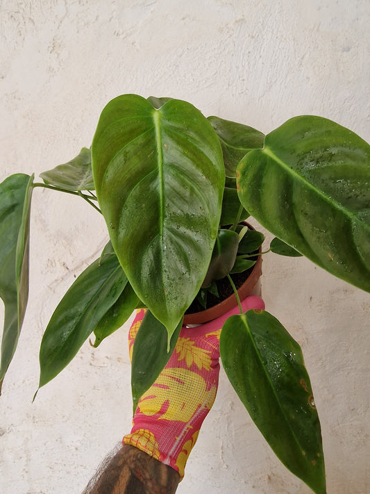 Philodendron Esmeraldense