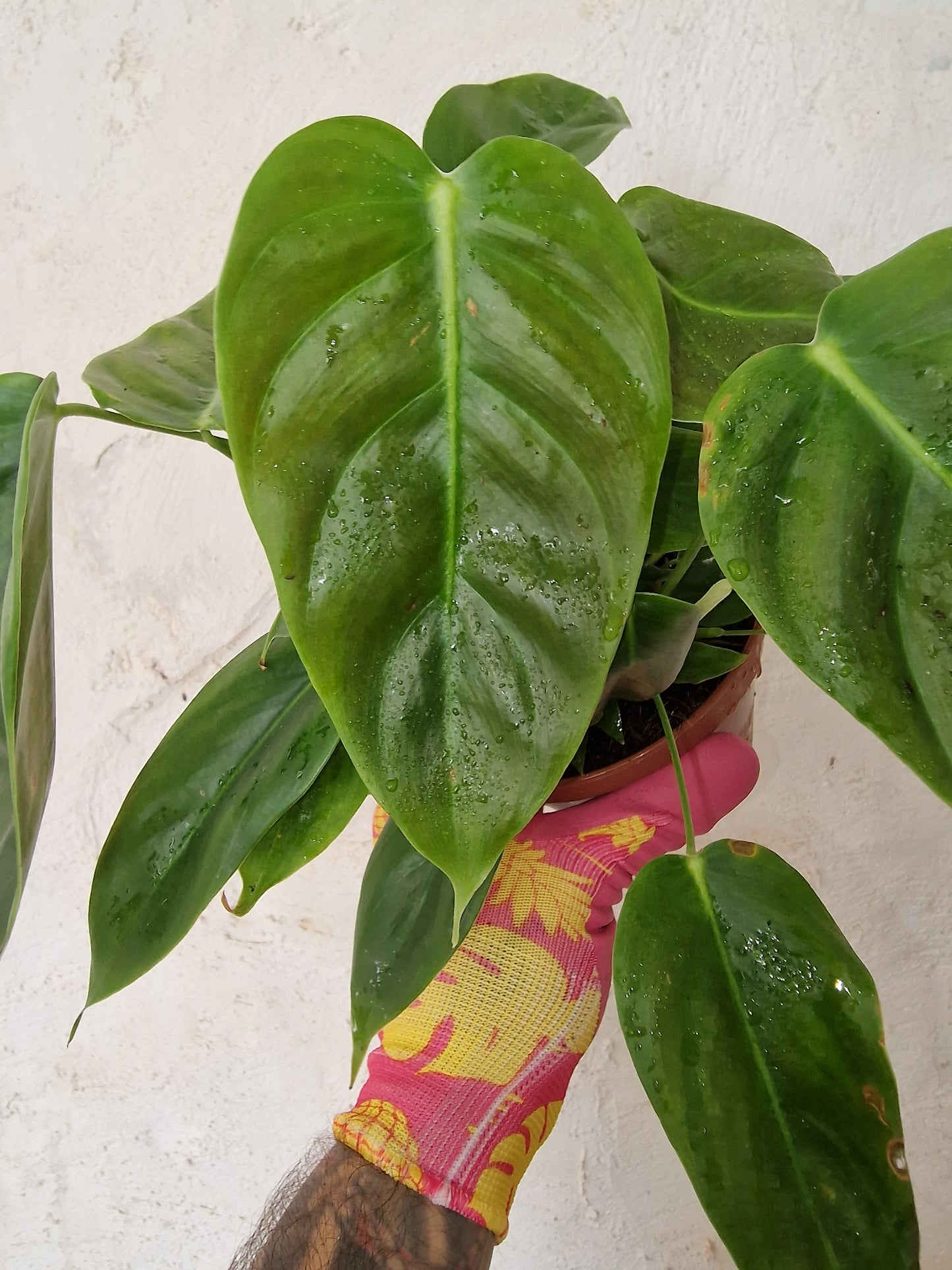 Philodendron Esmeraldense