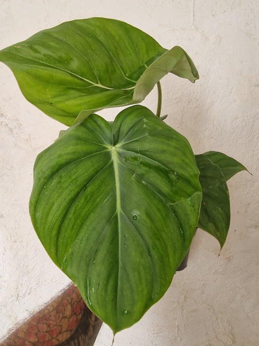 Philodendron Mcdowell