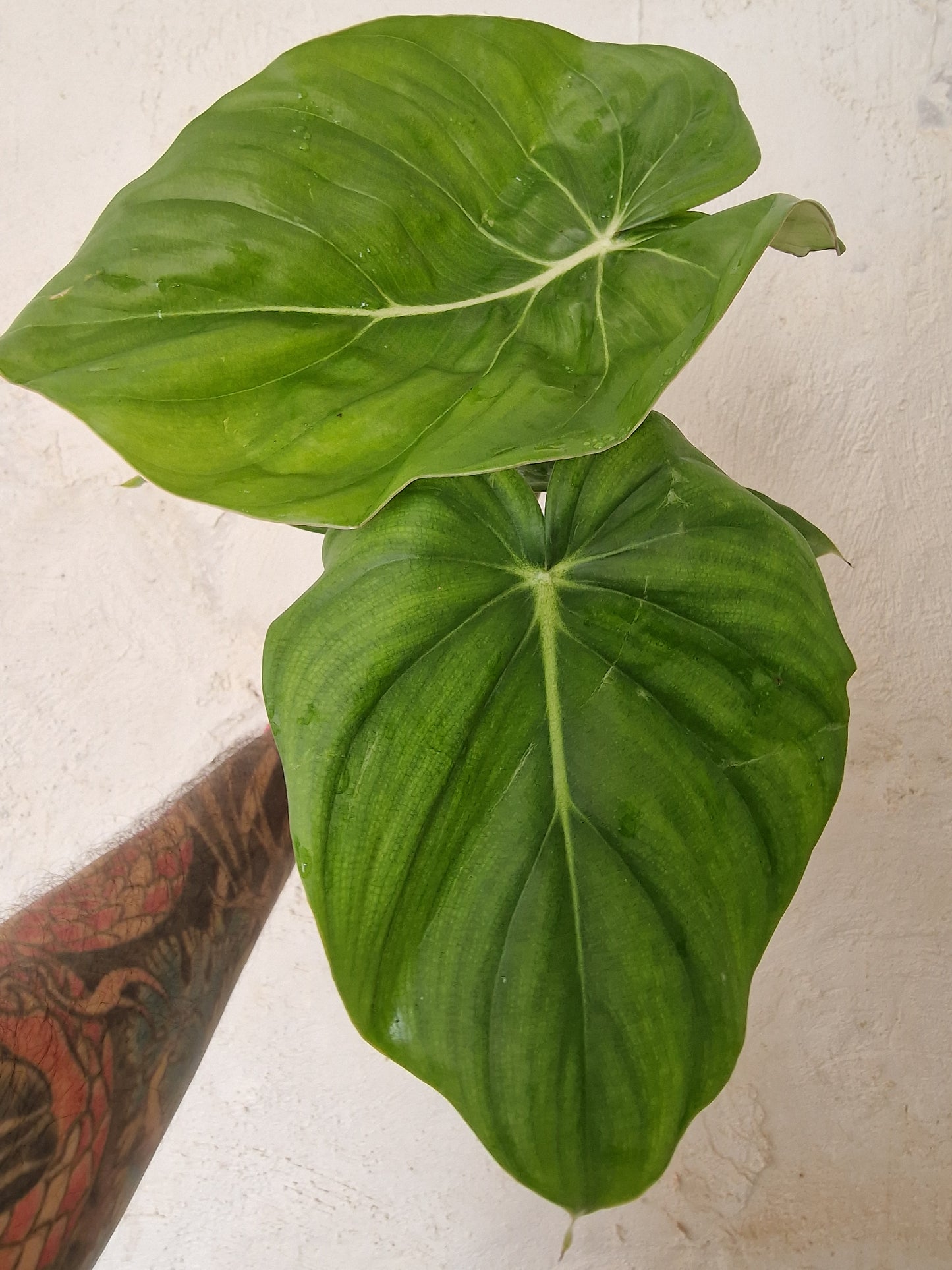 Philodendron Mcdowell