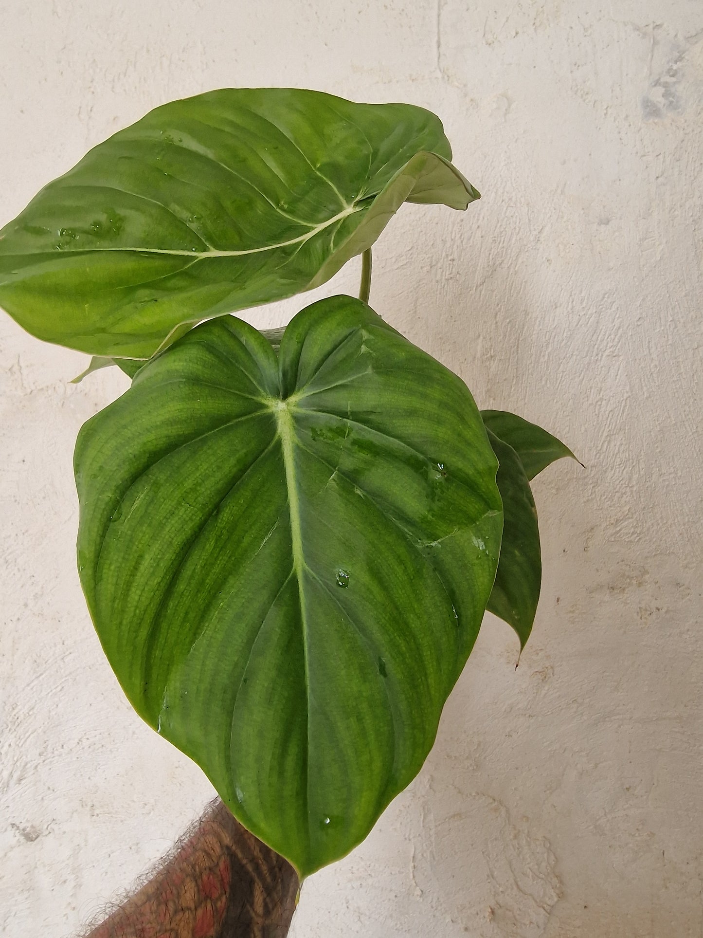 Philodendron Mcdowell