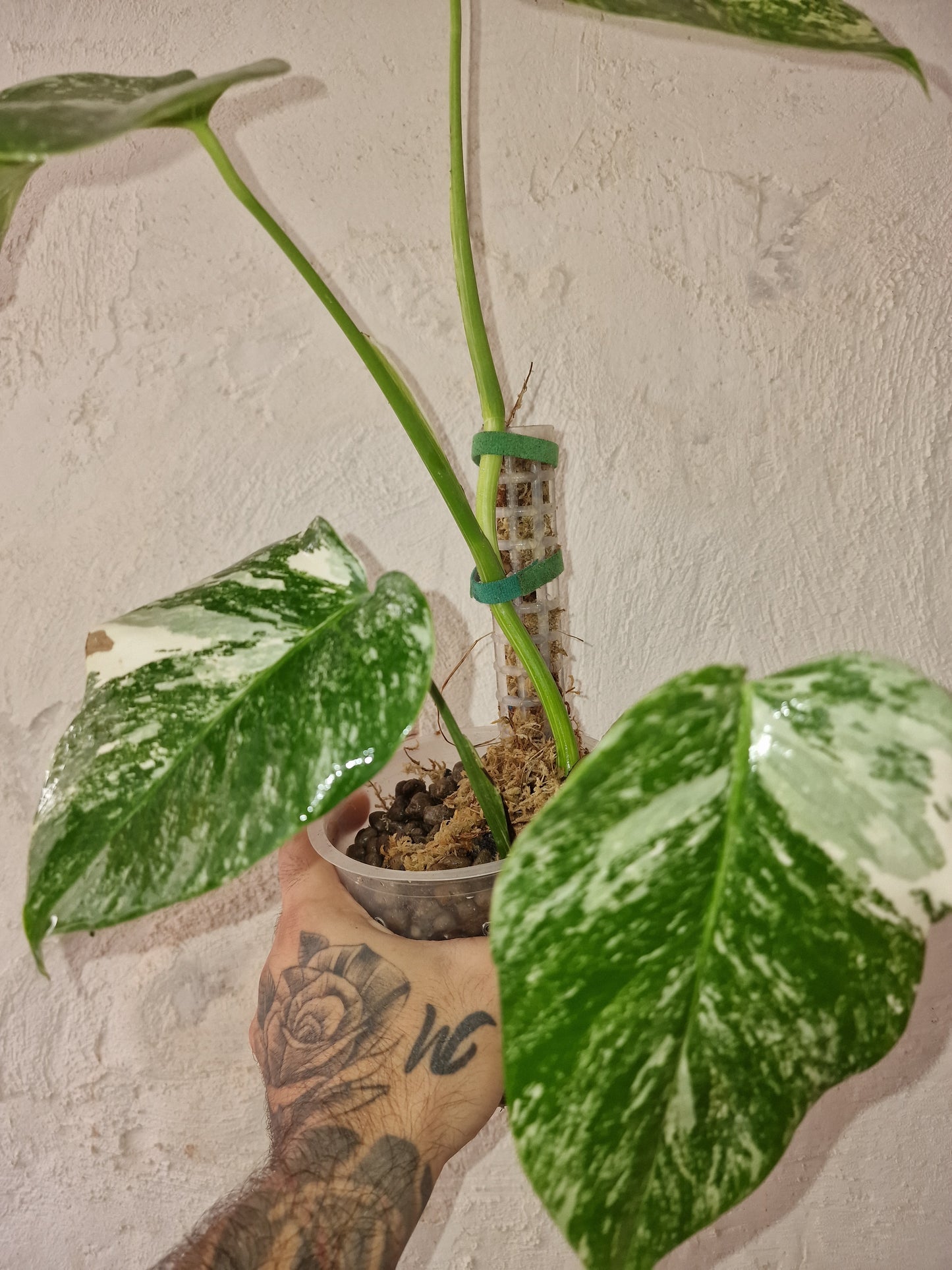 Monstera Variegata