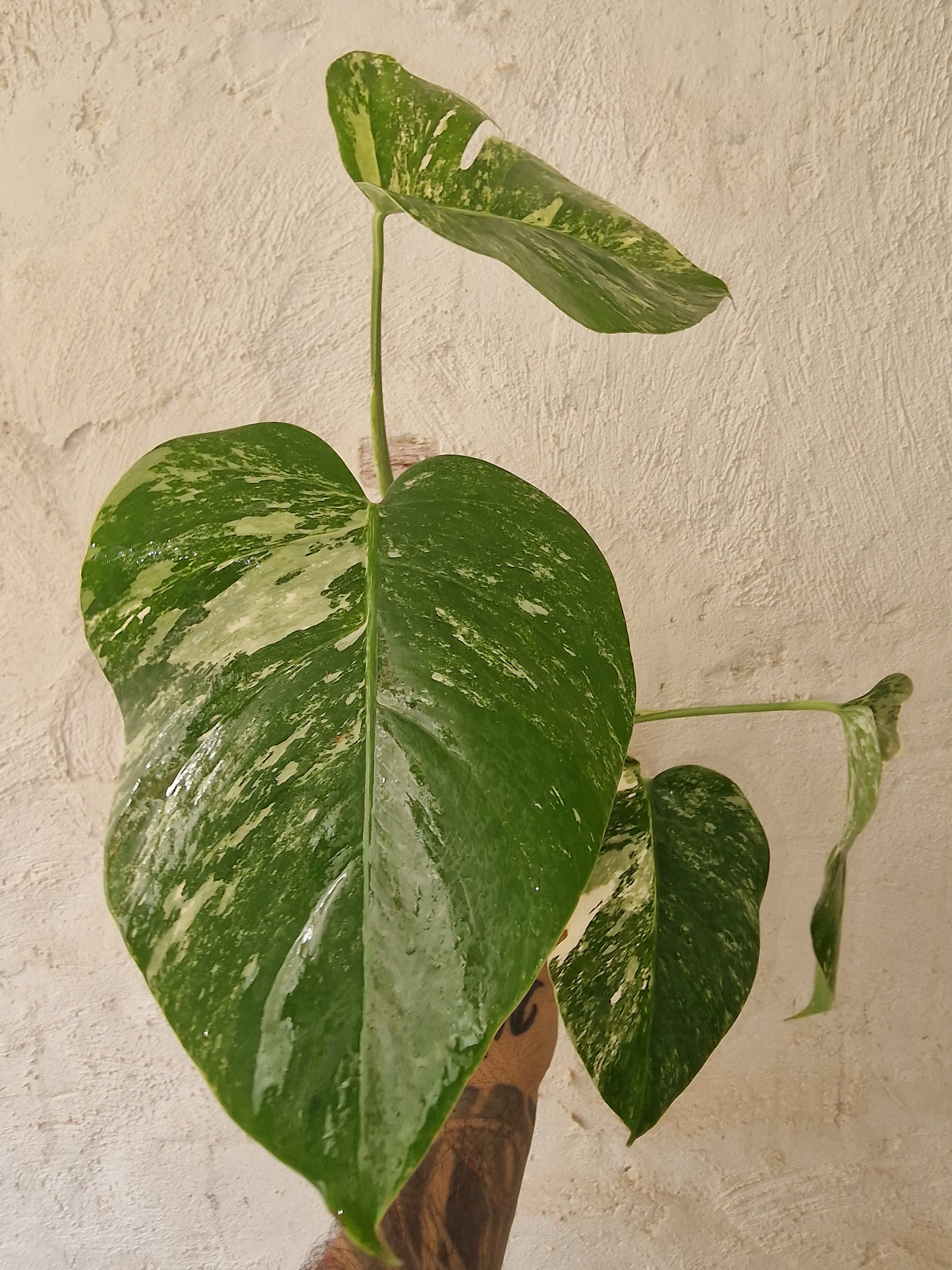 Monstera Variegata