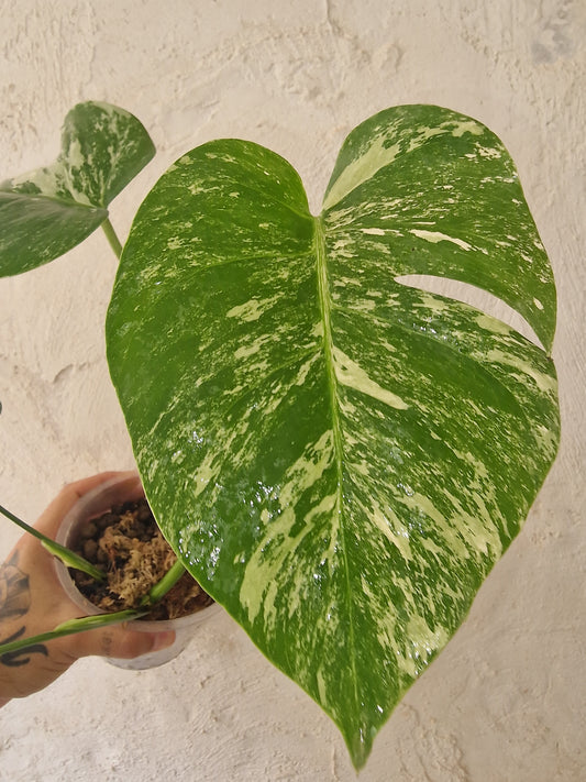 Monstera Variegata