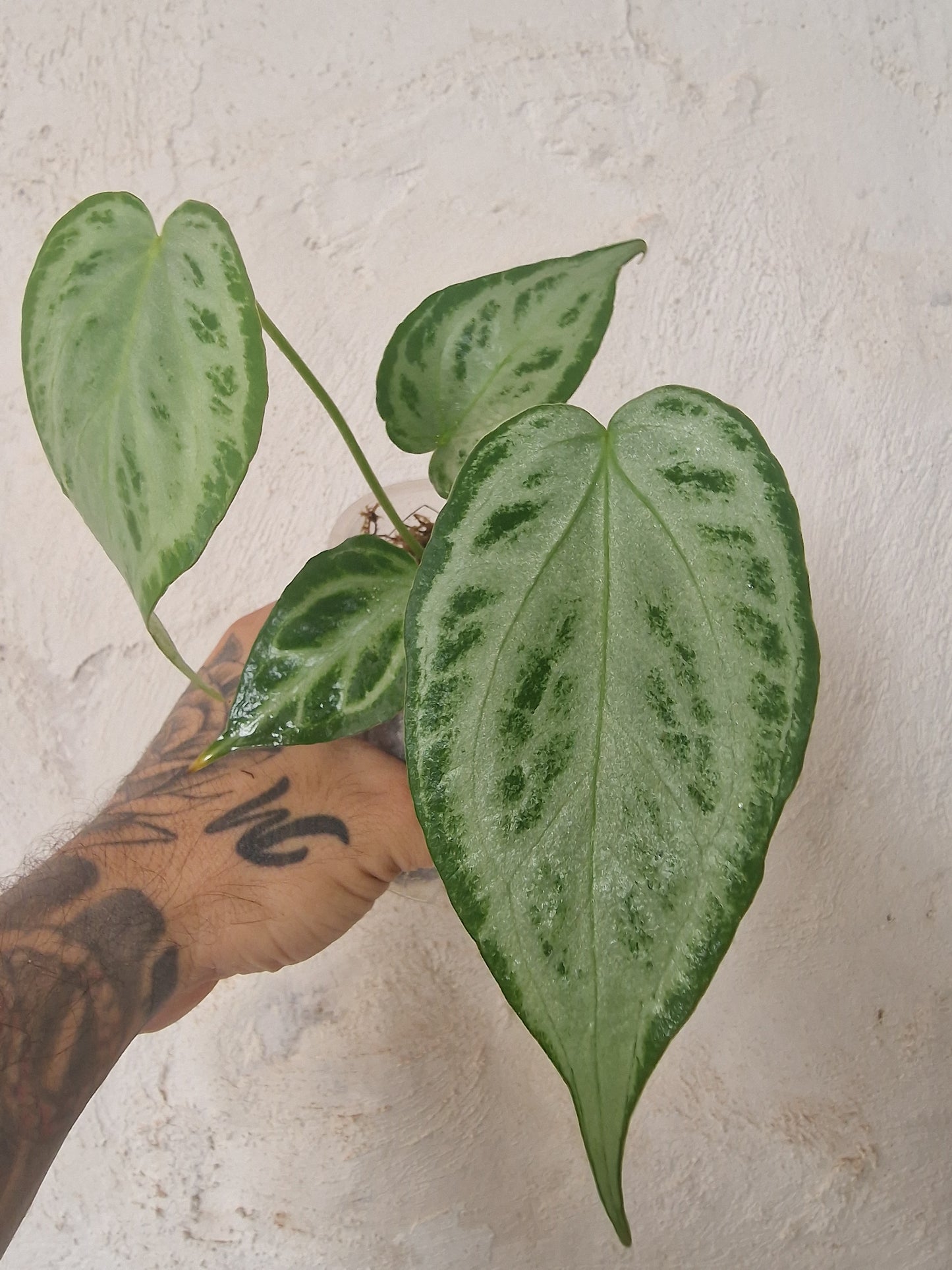 Anthurium Crystallinum Silver Blush