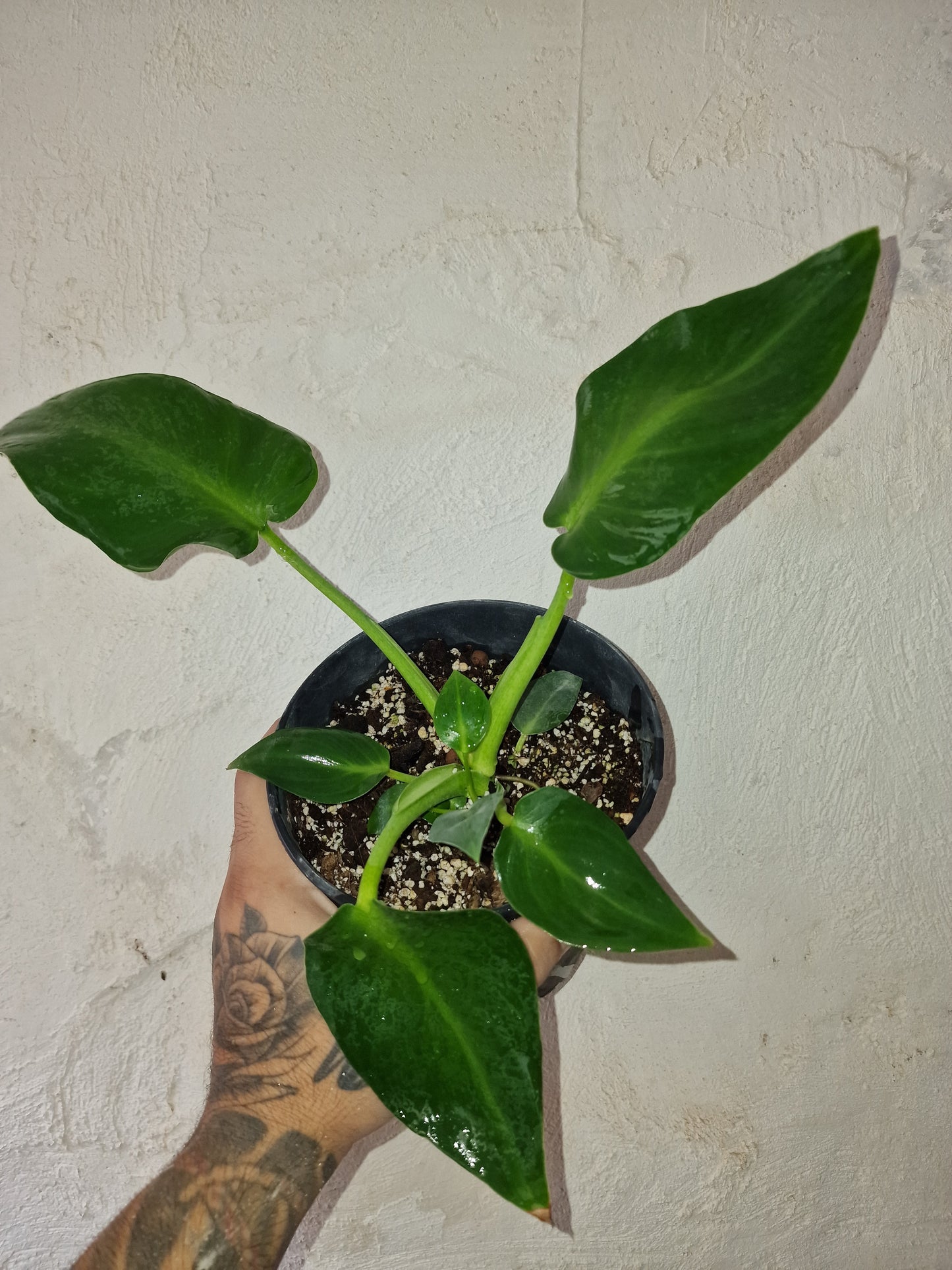 Philodendron Rugosum Aberrant