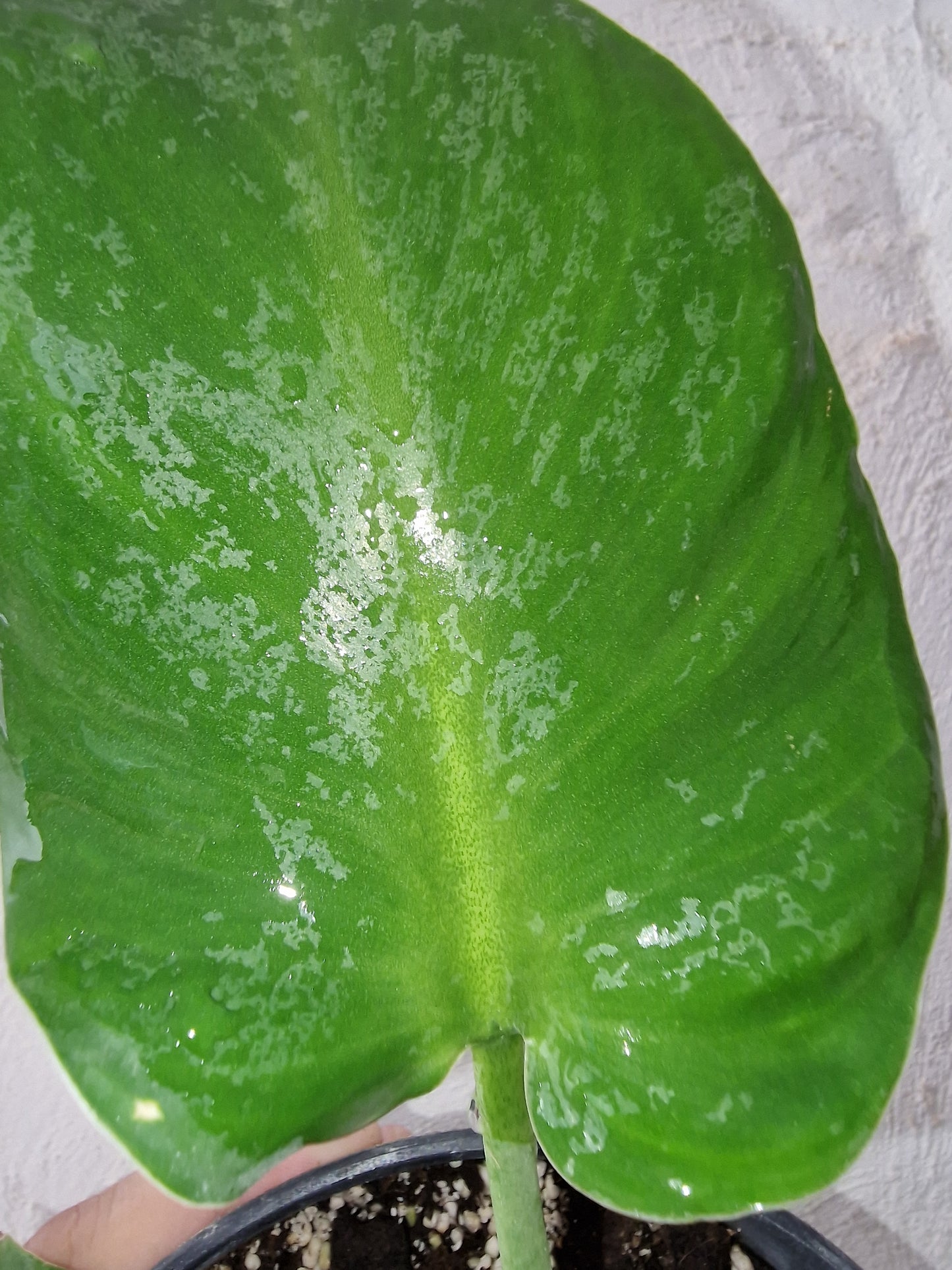 Philodendron Rugosum Aberrant