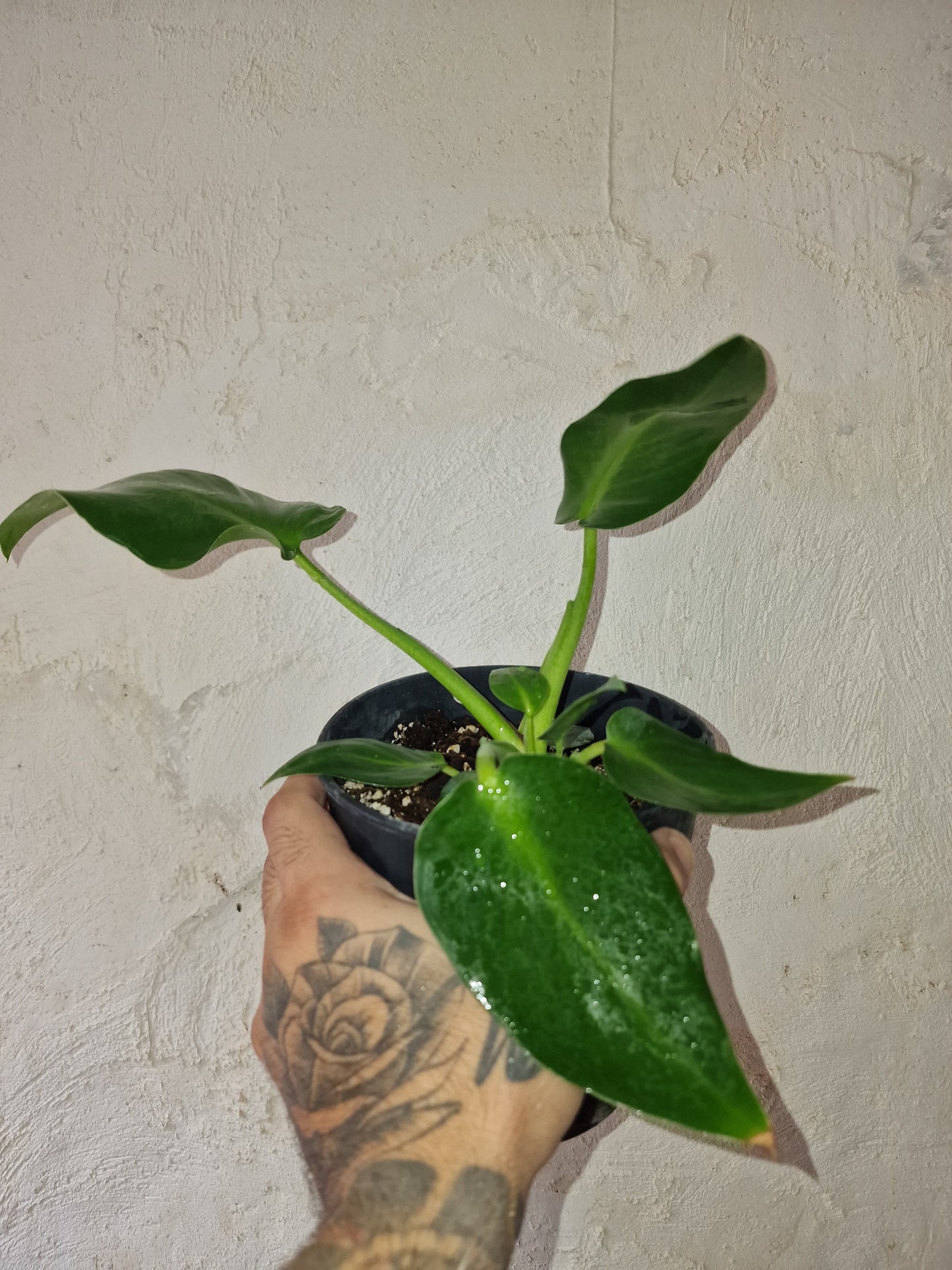 Philodendron Rugosum Aberrant