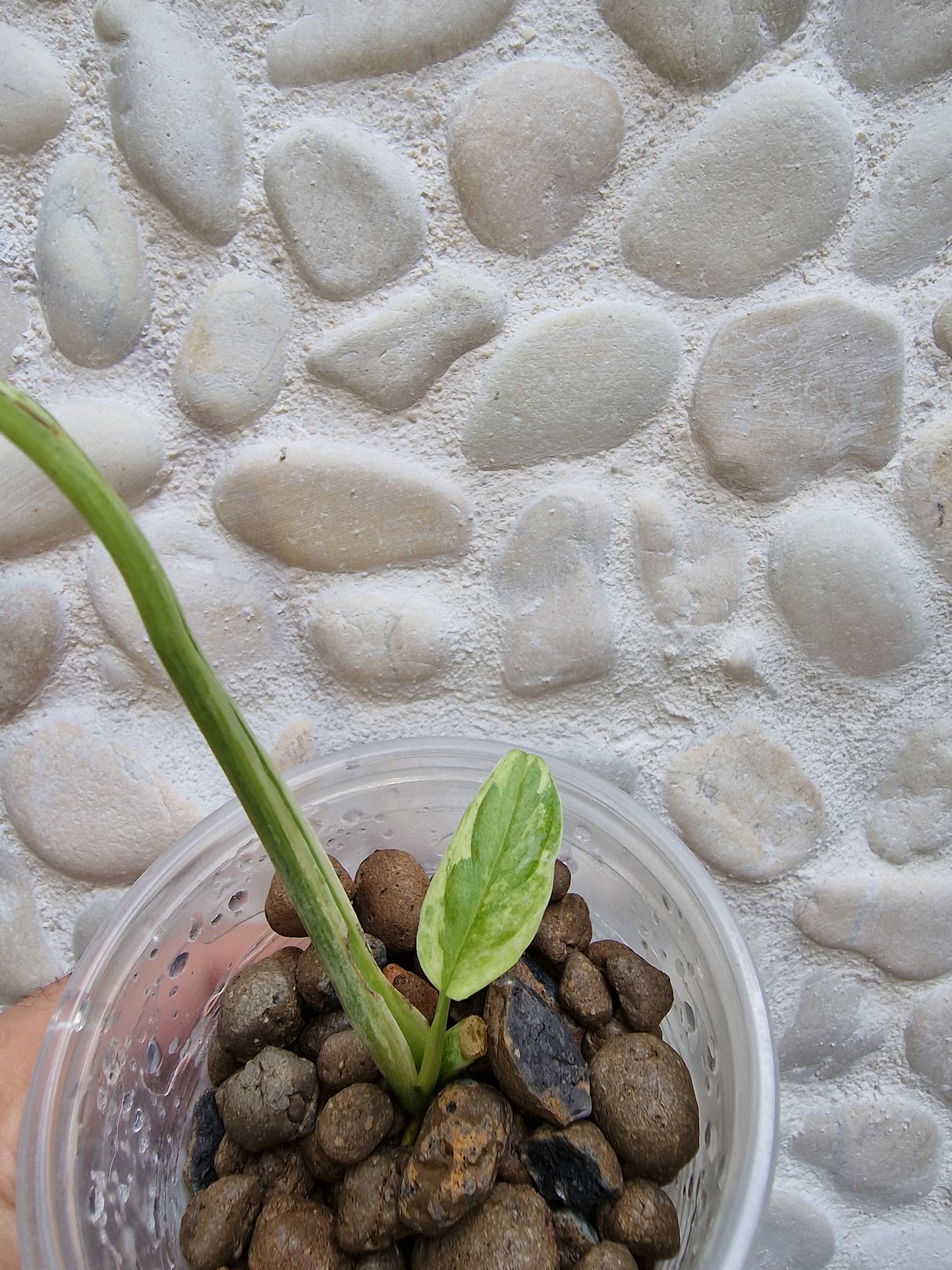 Monstera Indonesian Marble Variegata