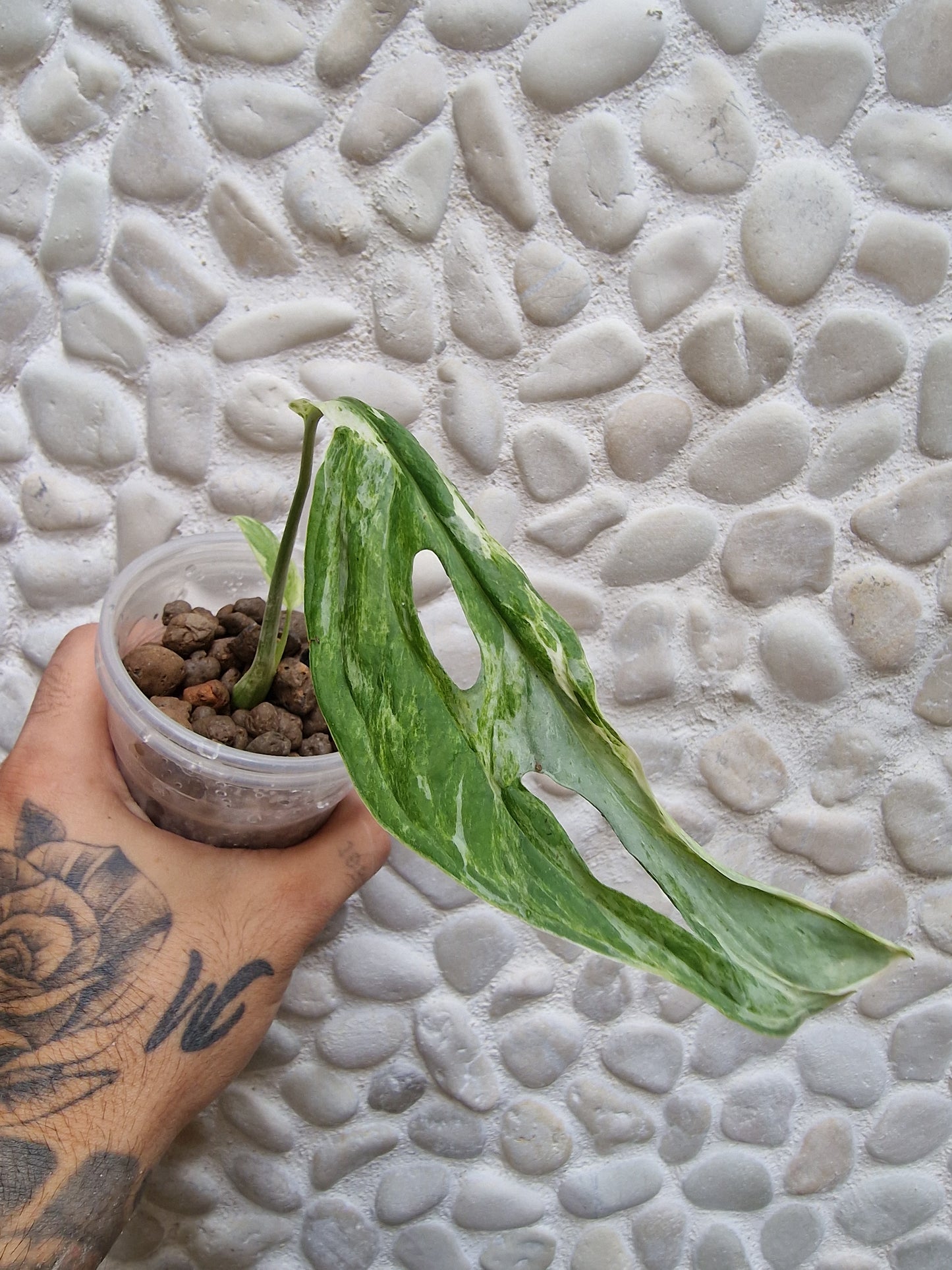 Monstera Indonesian Marble Variegata