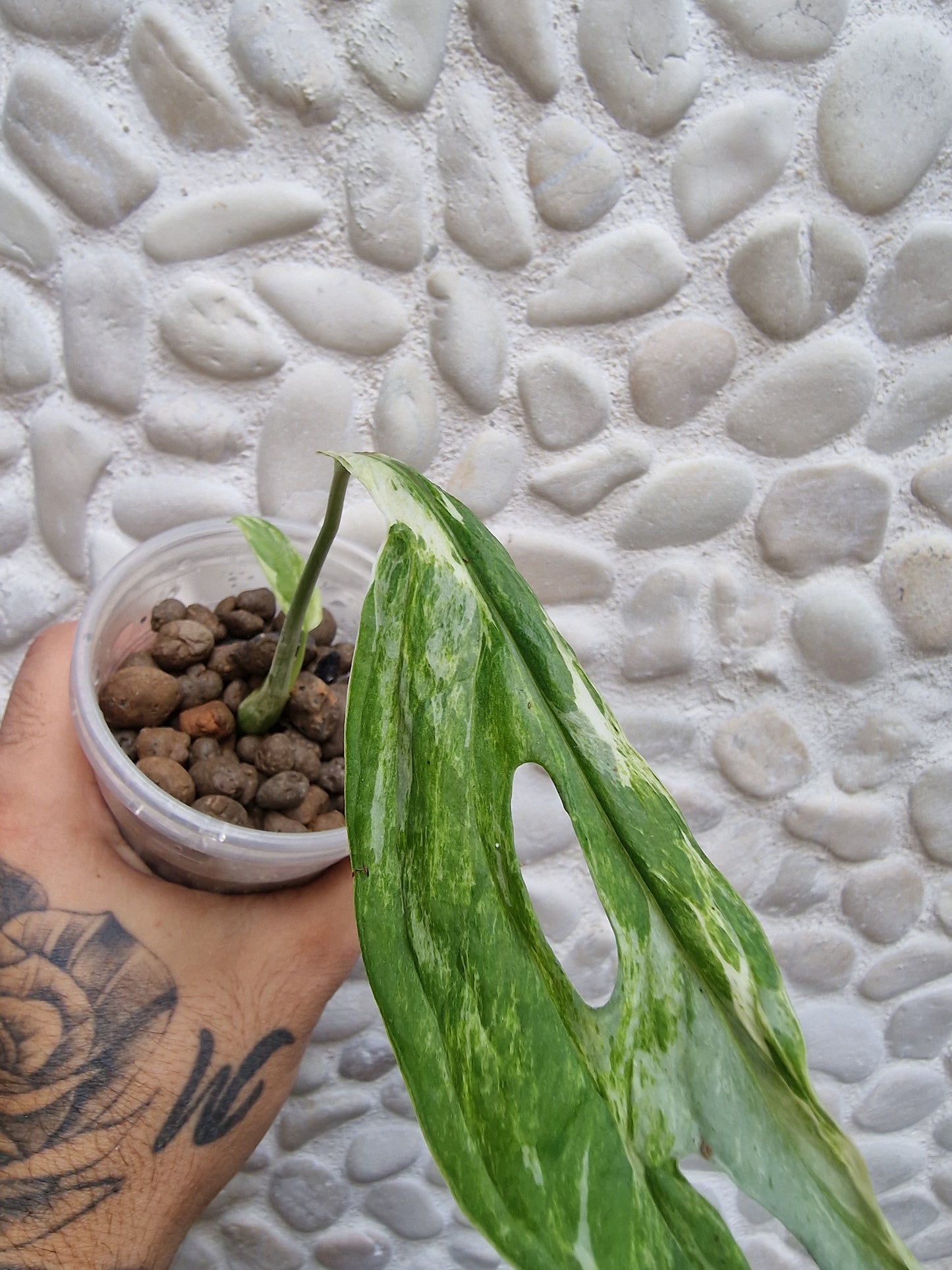 Monstera Indonesian Marble Variegata