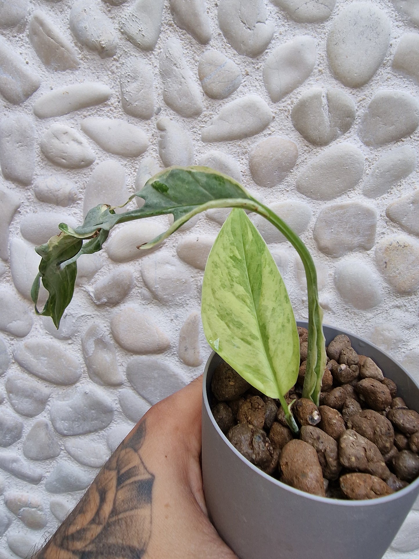 Monstera Indonesian Variegata