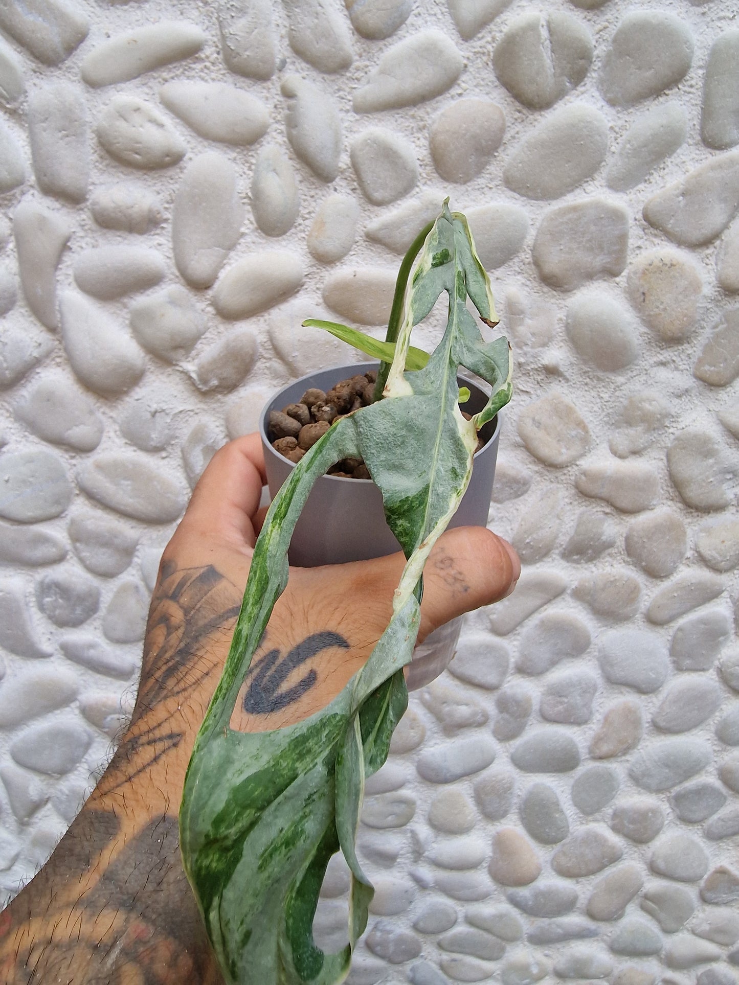 Monstera Indonesian Variegata