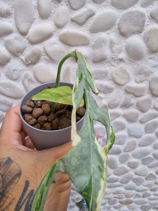 Monstera Indonesian Variegata