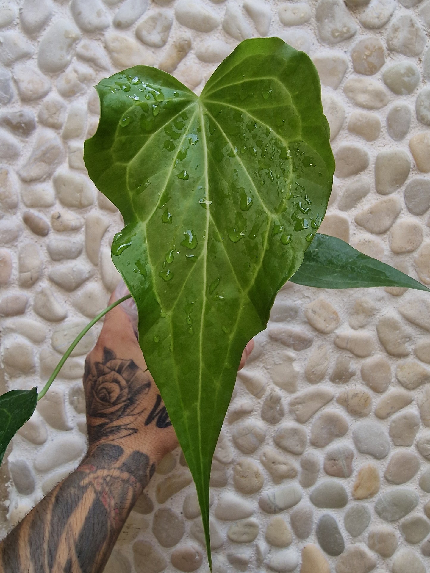 Anthurium Delta Force