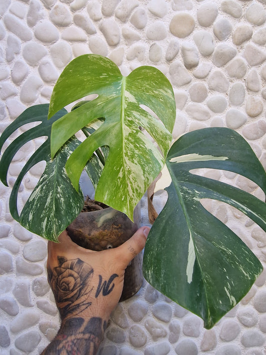 Monstera Variegata