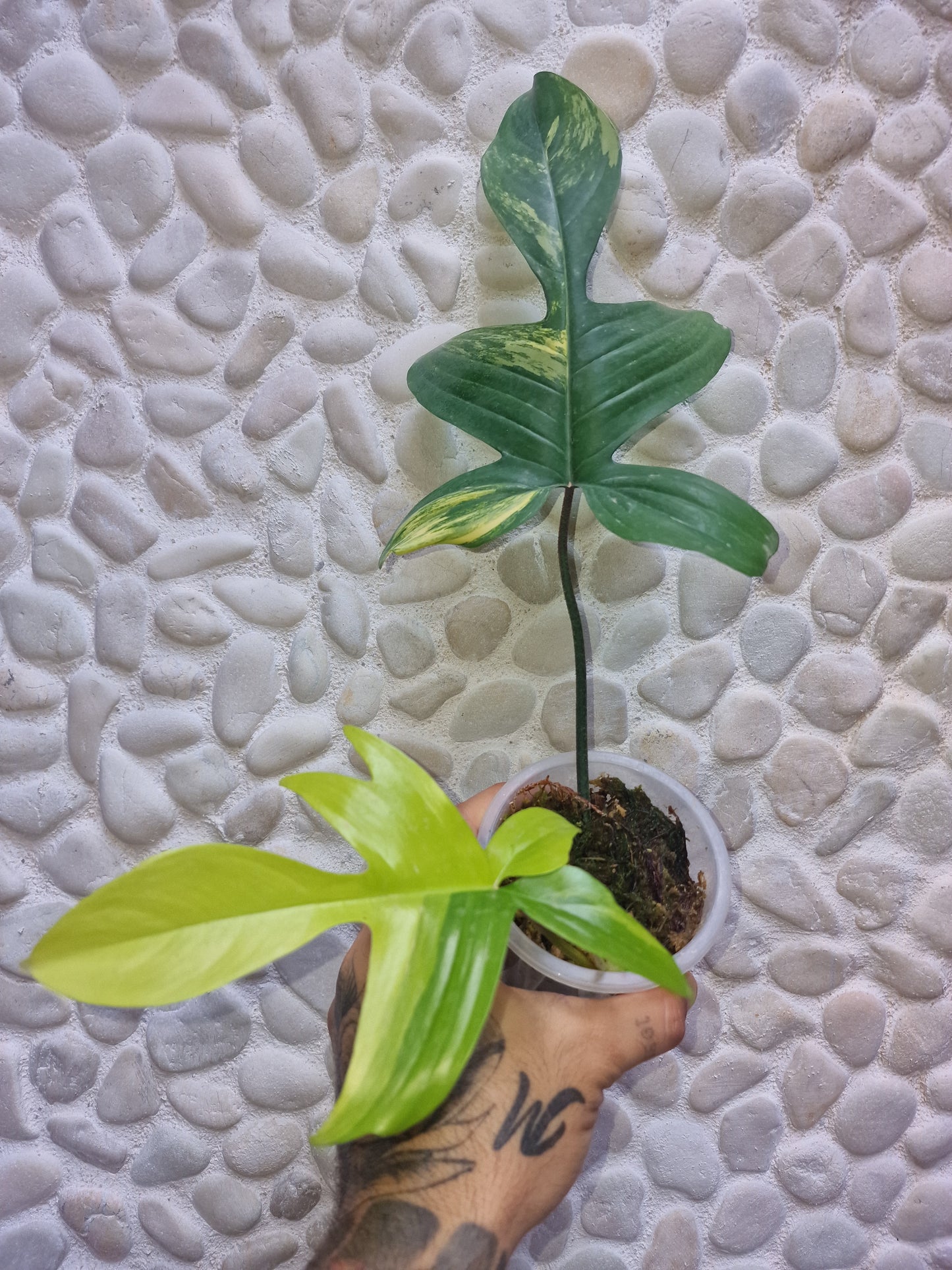 Philodendron Florida Beauty