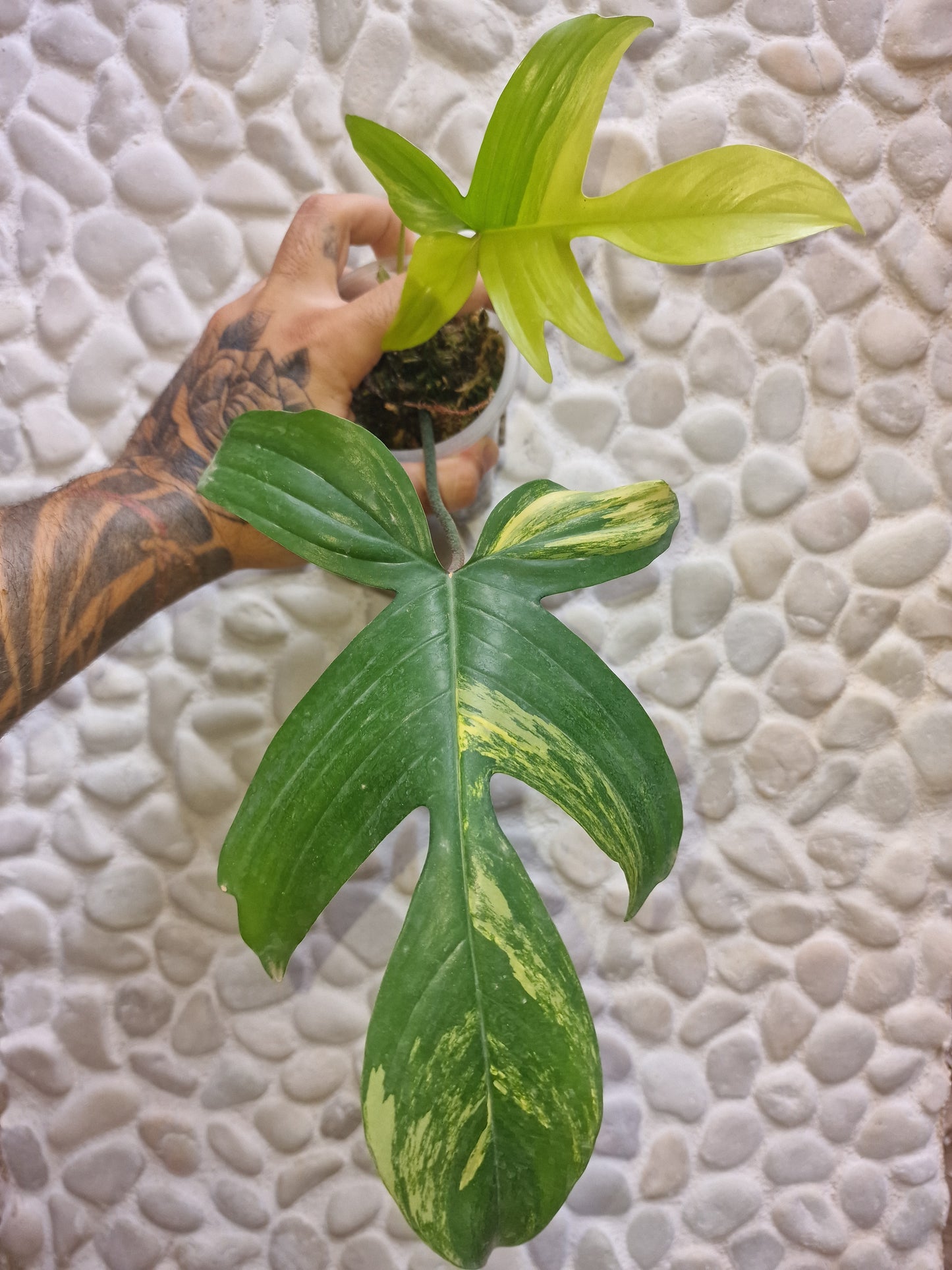 Philodendron Florida Beauty