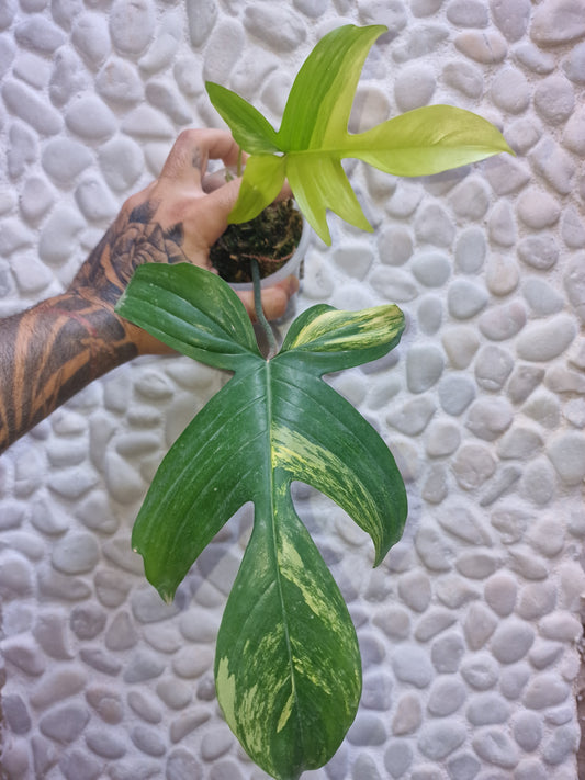 Philodendron Florida Beauty