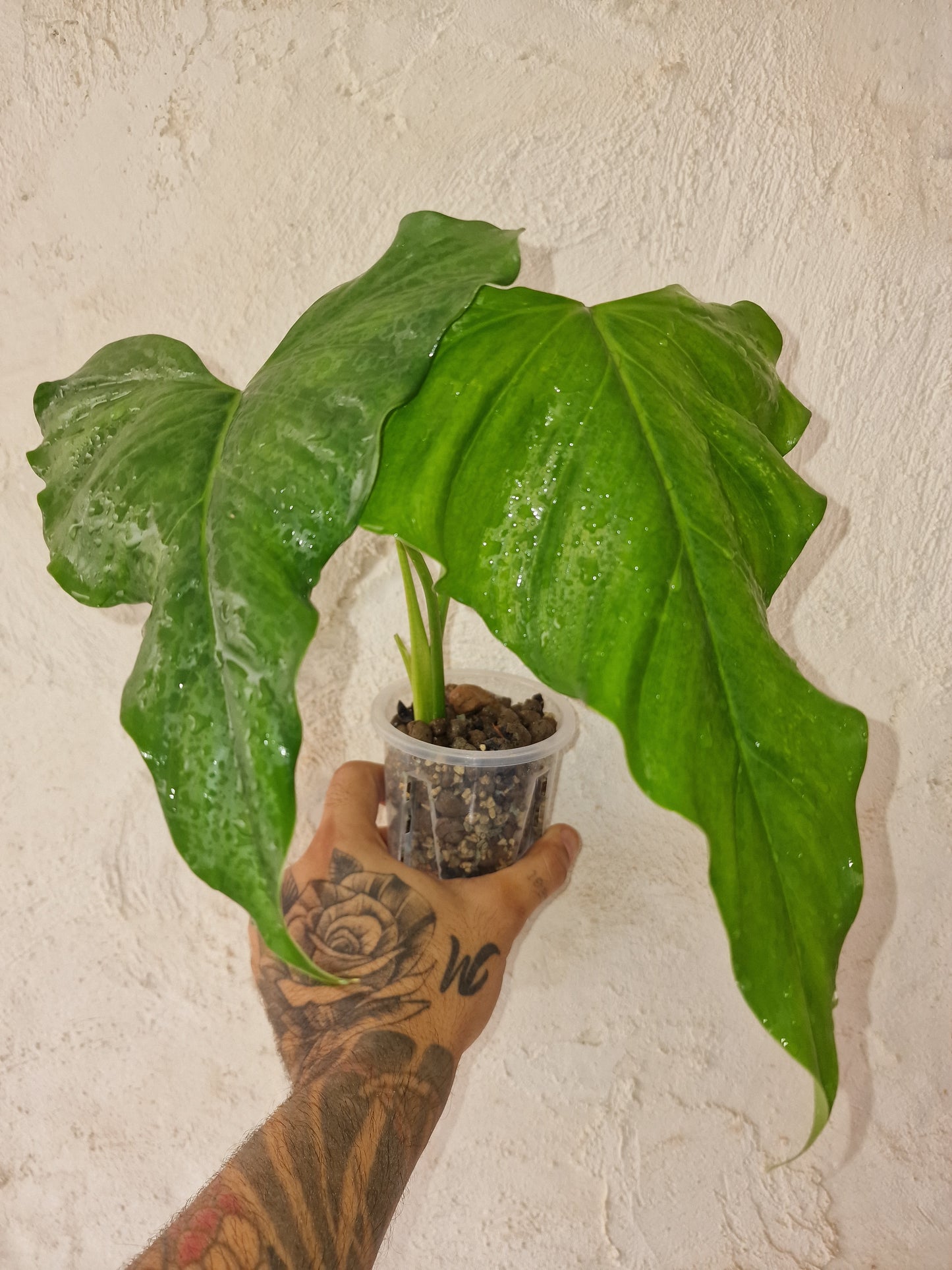 Philodendron Sharoniae San Antonio