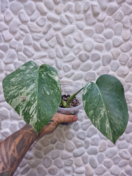 Monstera Variegata