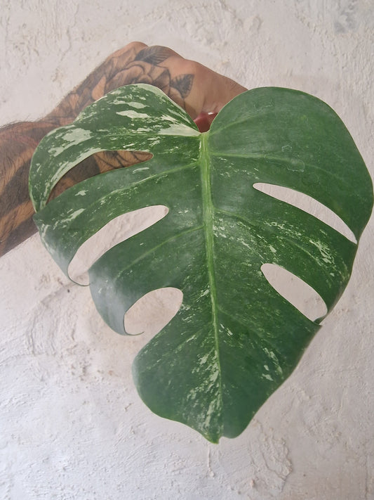 Monstera Variegata