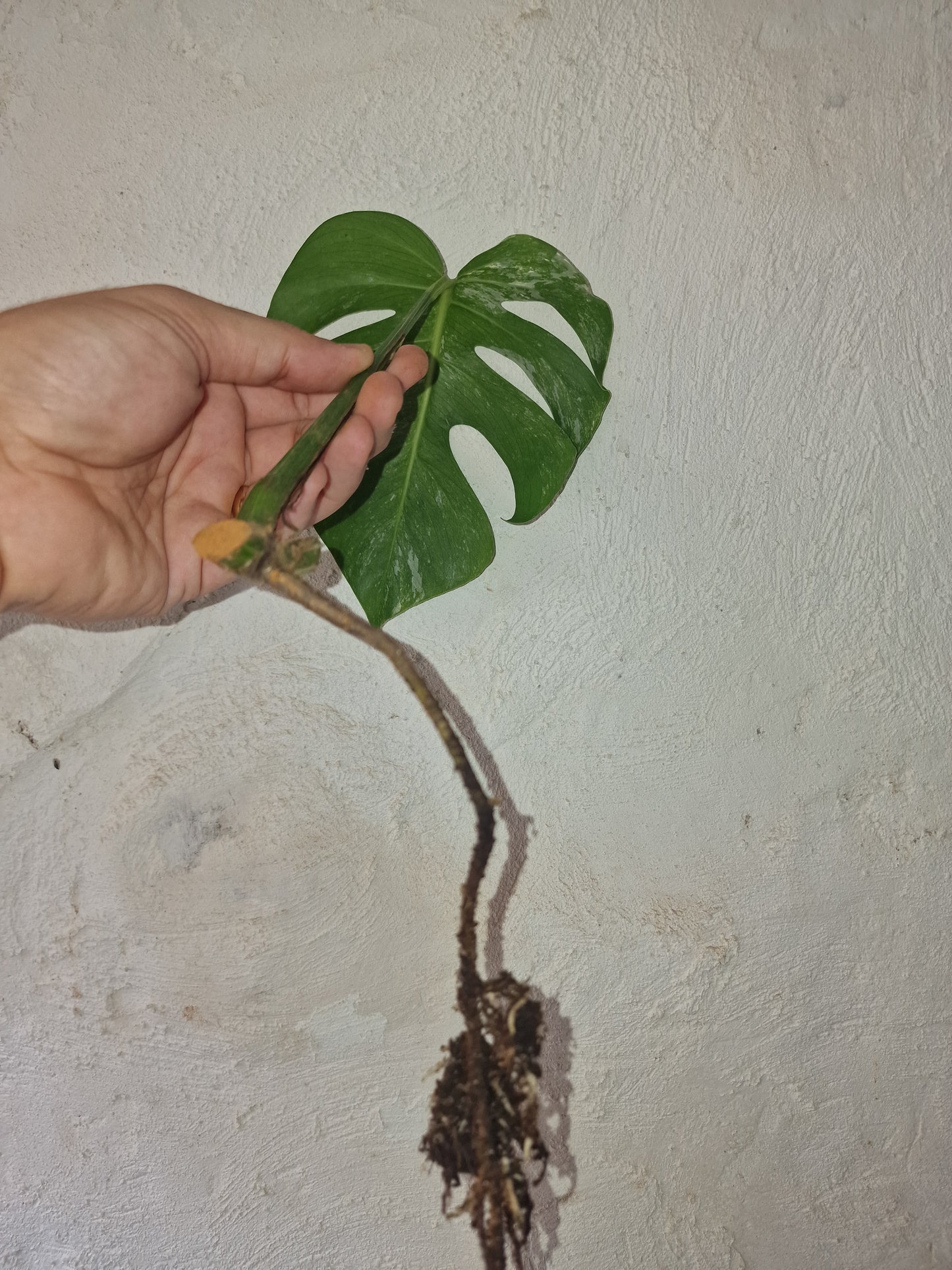 Monstera Variegata