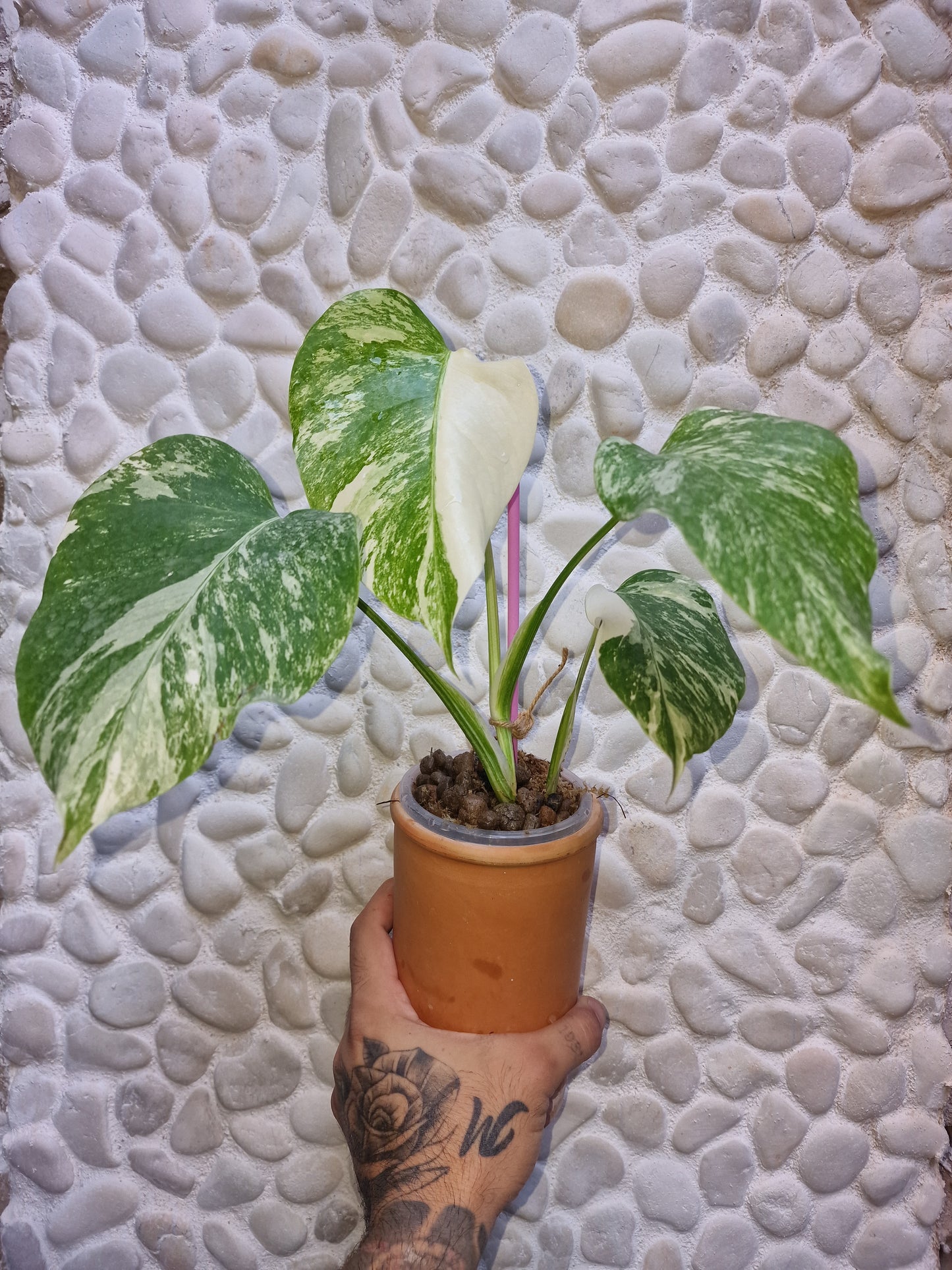 Monstera Albo Variegata 3