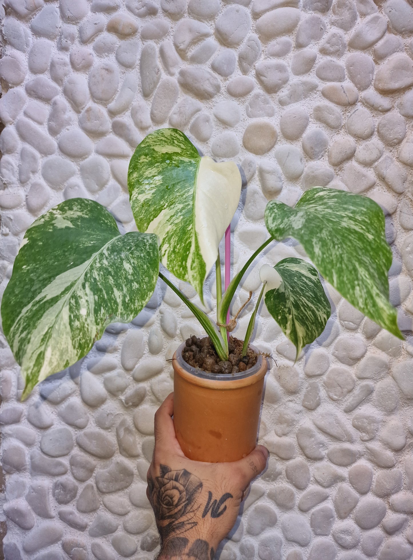 Monstera Albo Variegata 3