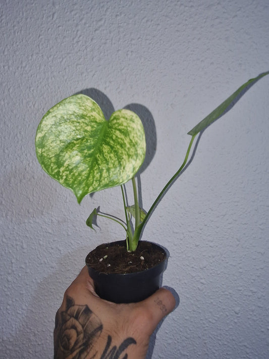 Monstera Mint