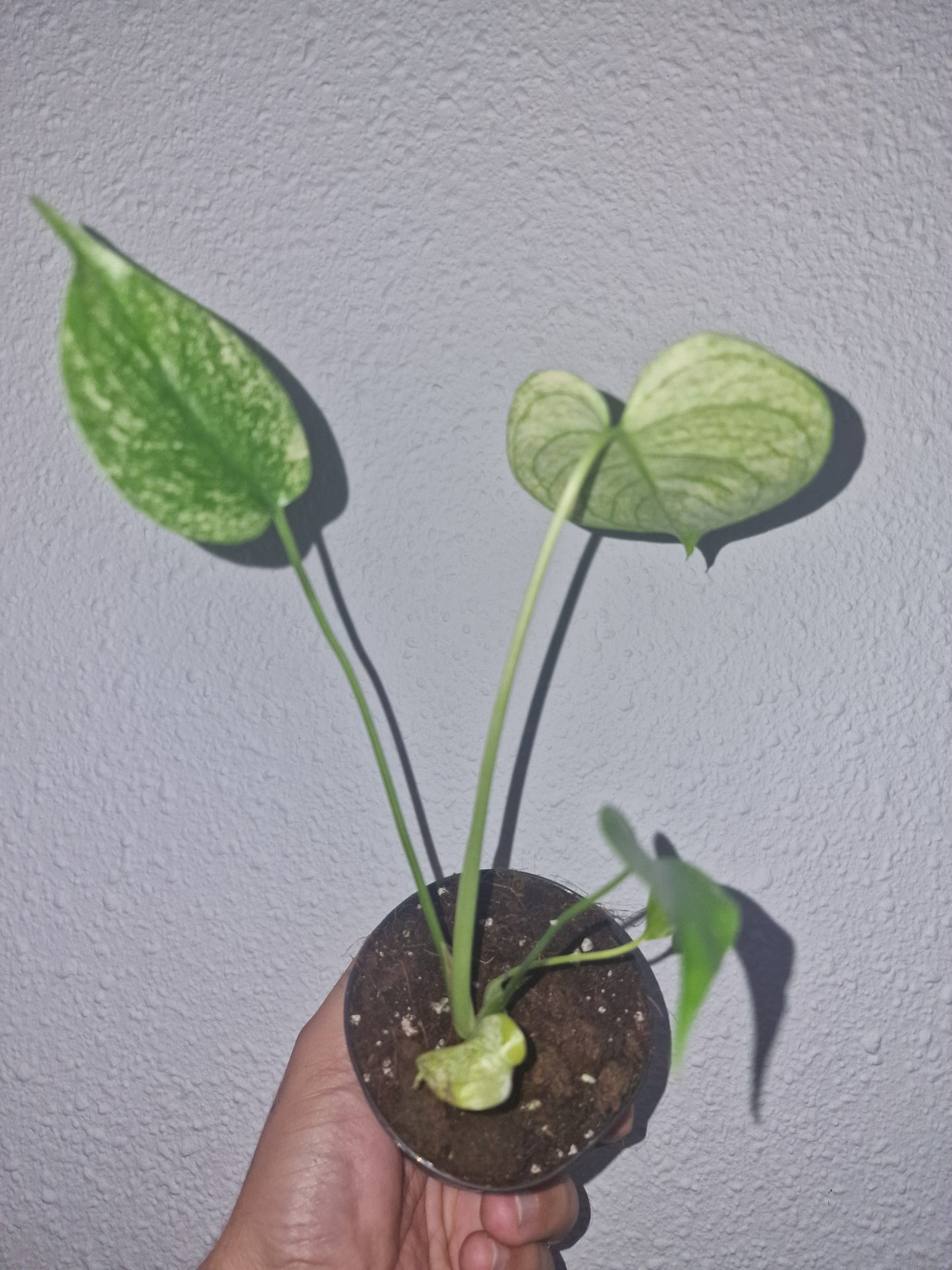 Monstera Mint