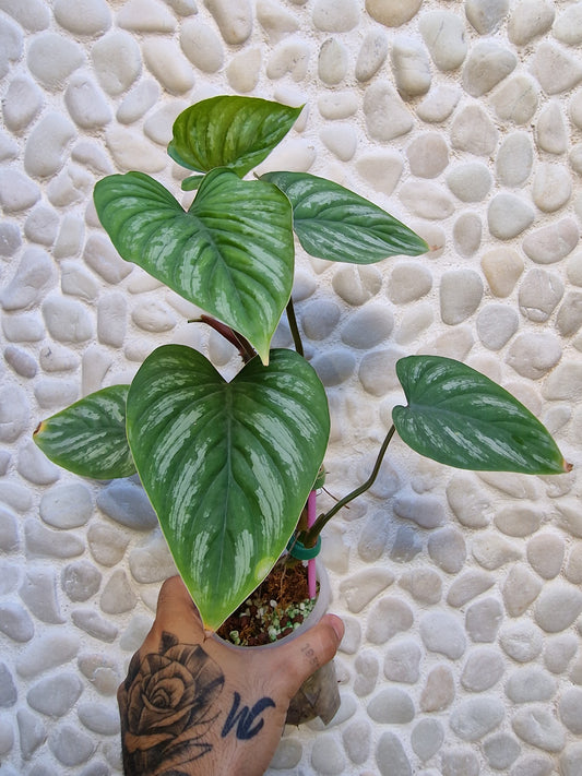 Philodendron Mamei