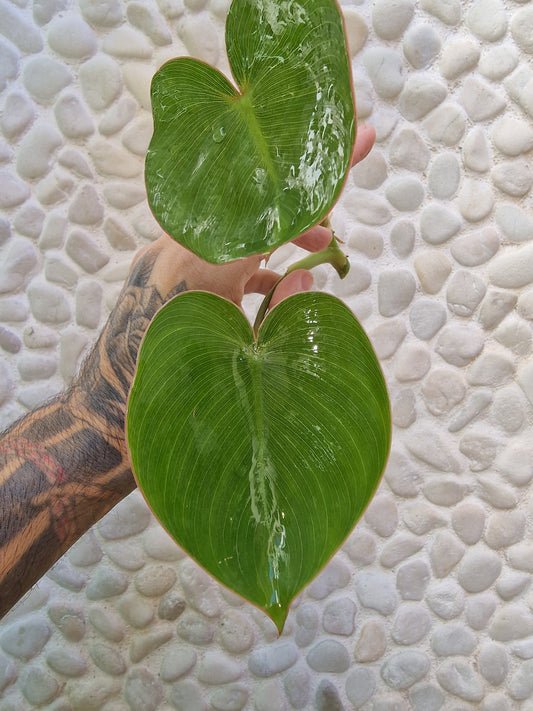 Philodendron Ricardoi