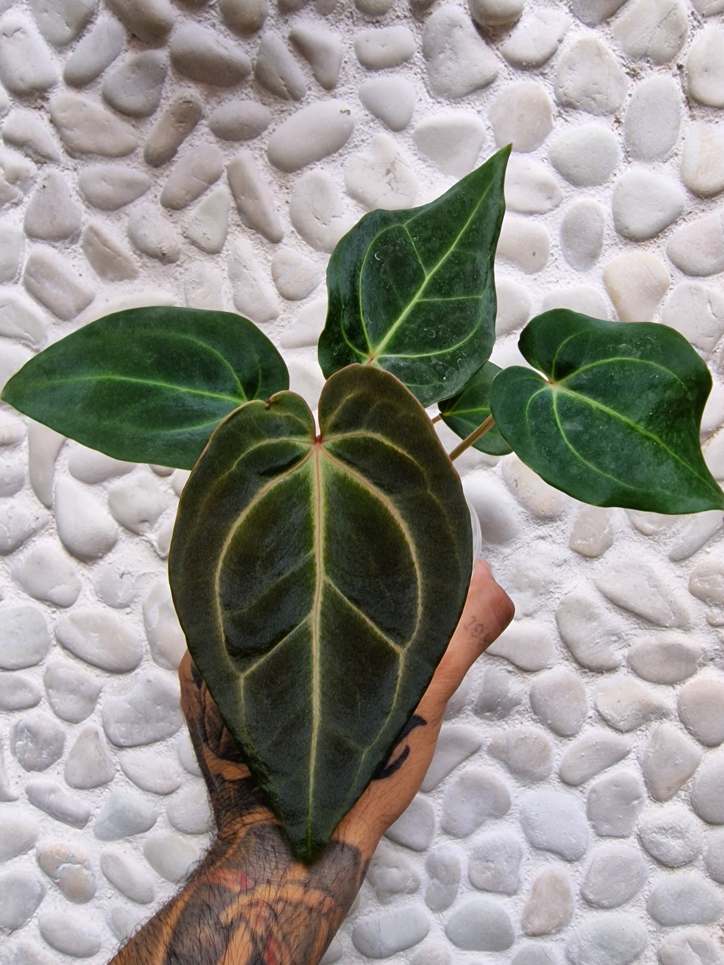 Anthurium Besseae Aff