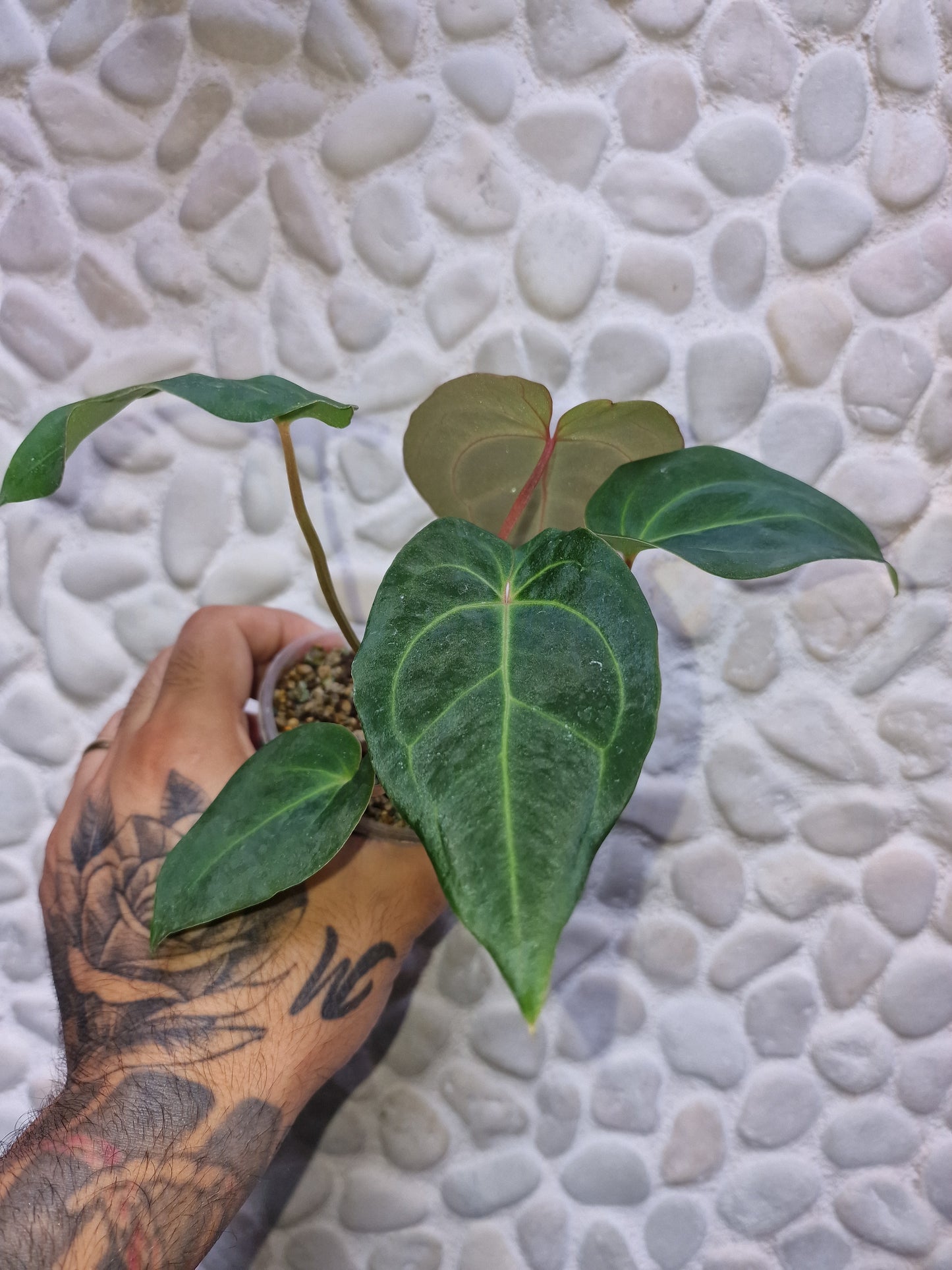 Anthurium Besseae Aff