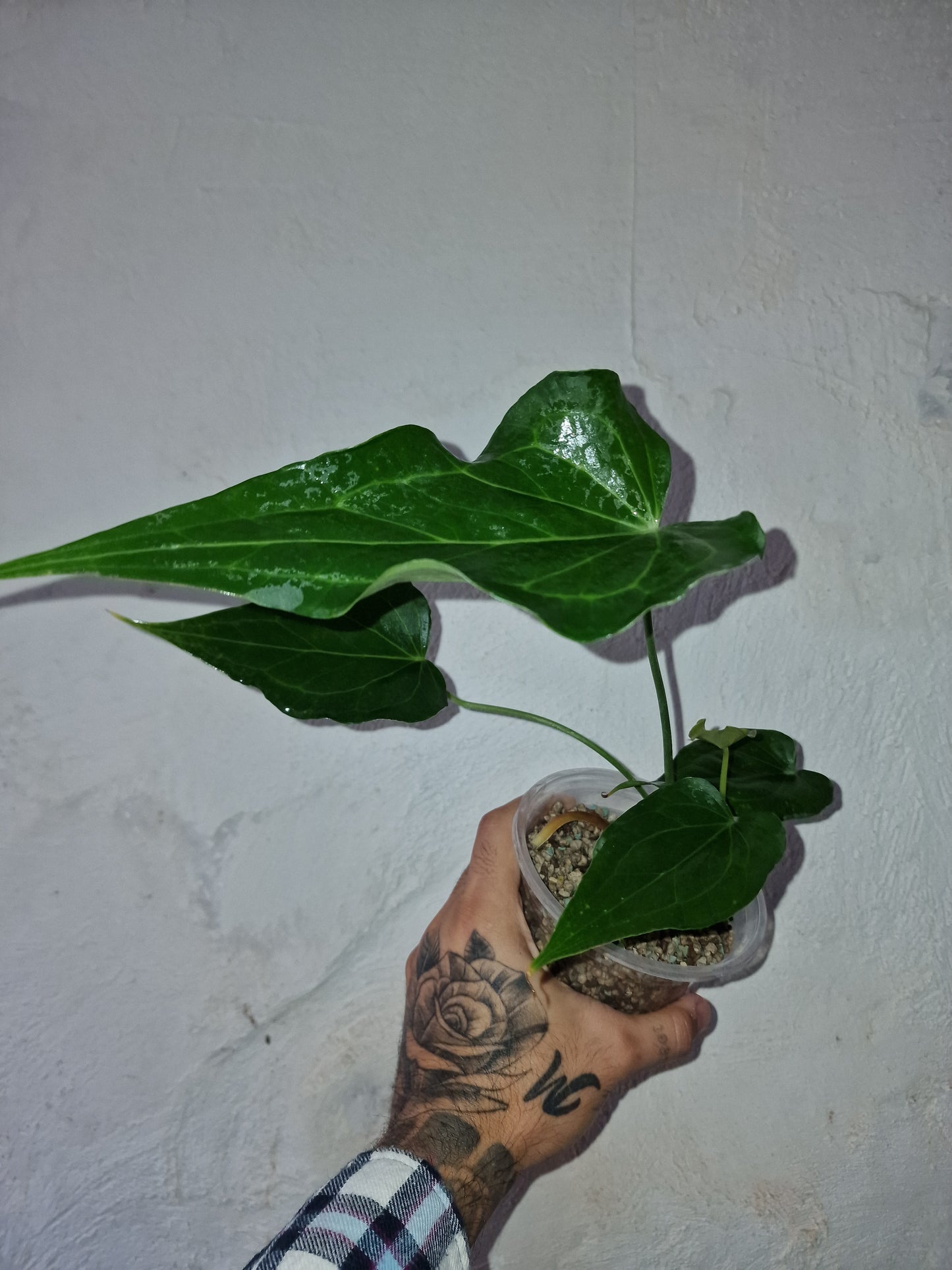 Anthurium Delta Force